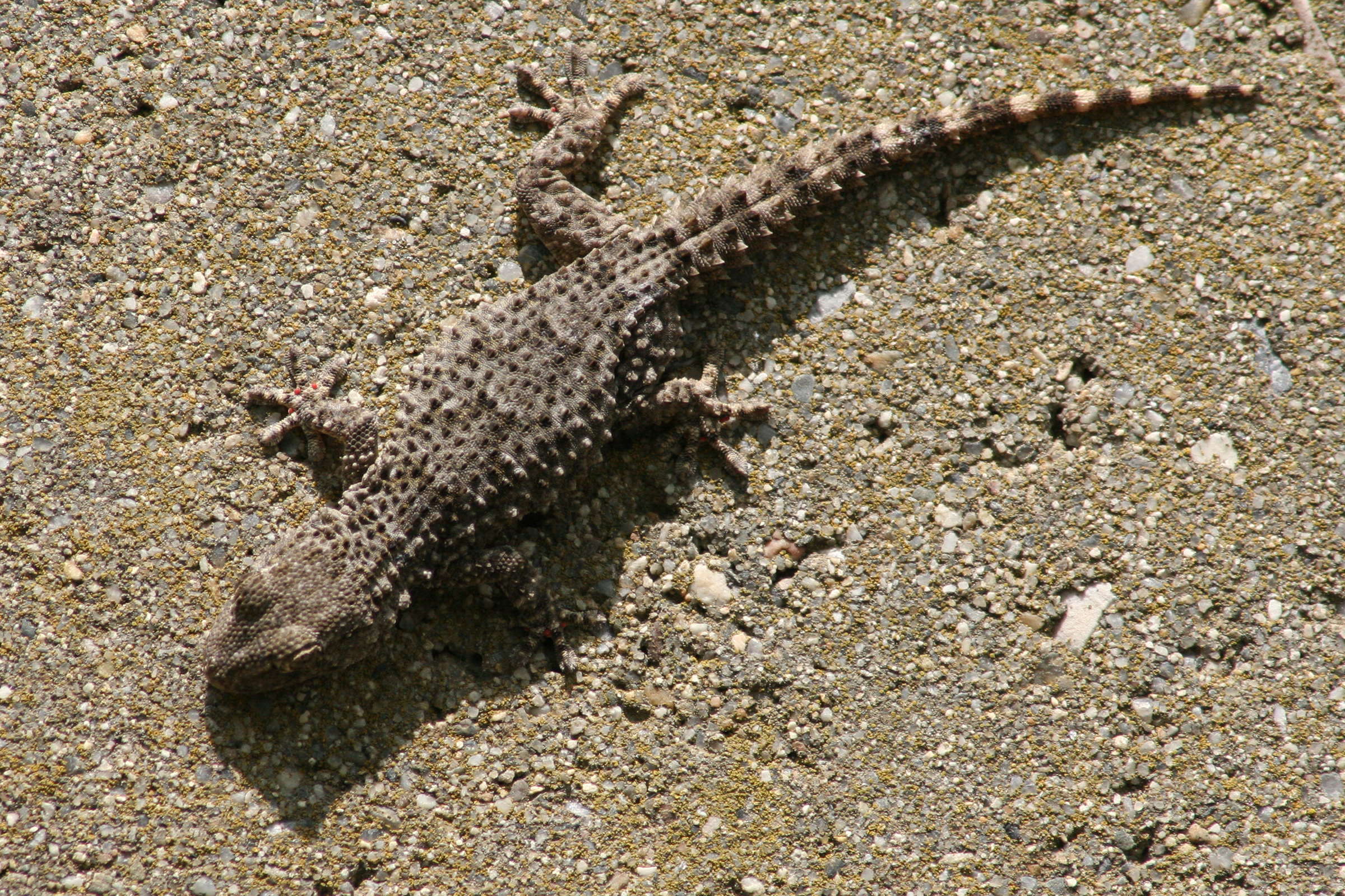 tarentola_mauritanica1md