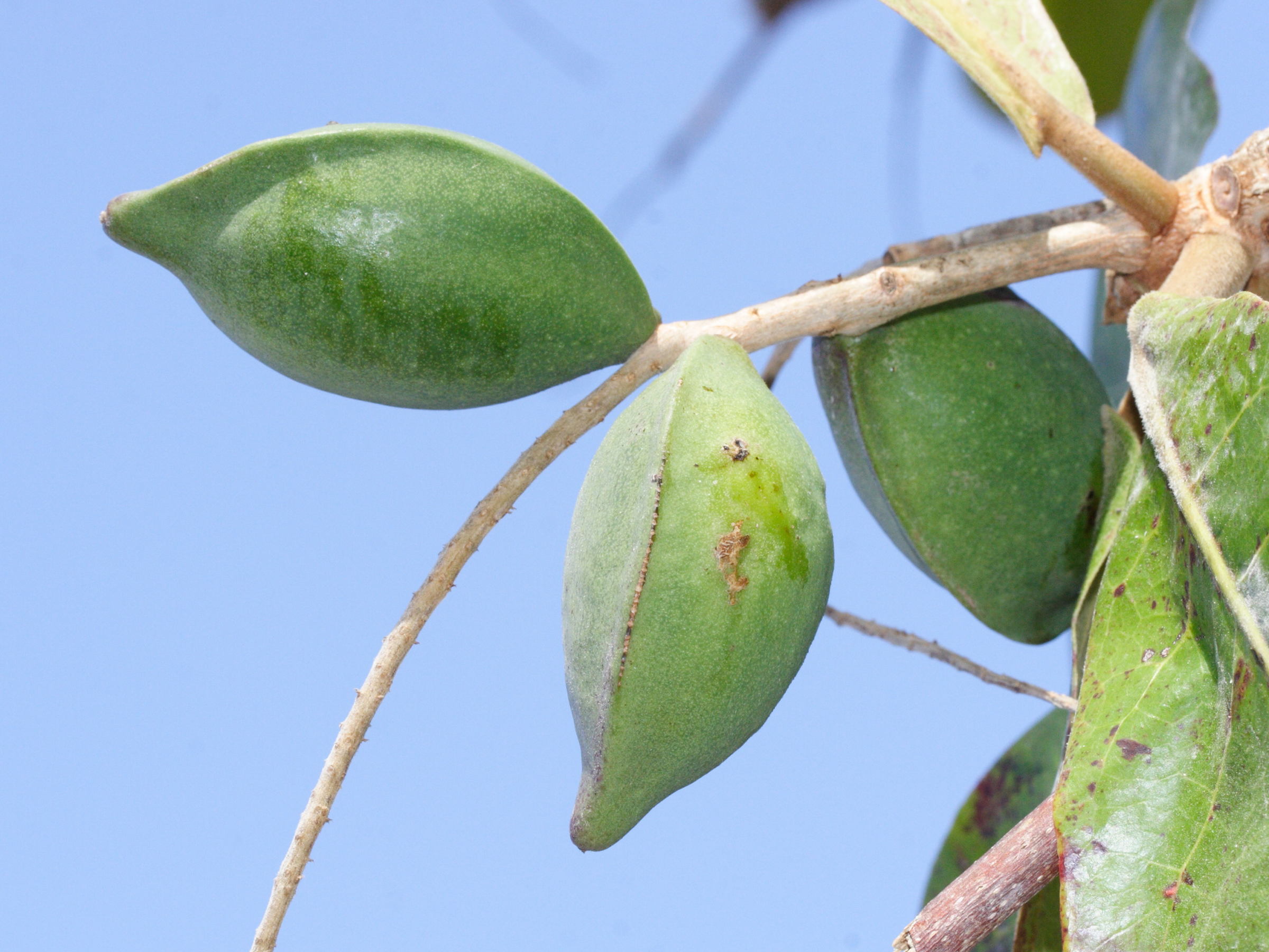 terminalia_catappa6md