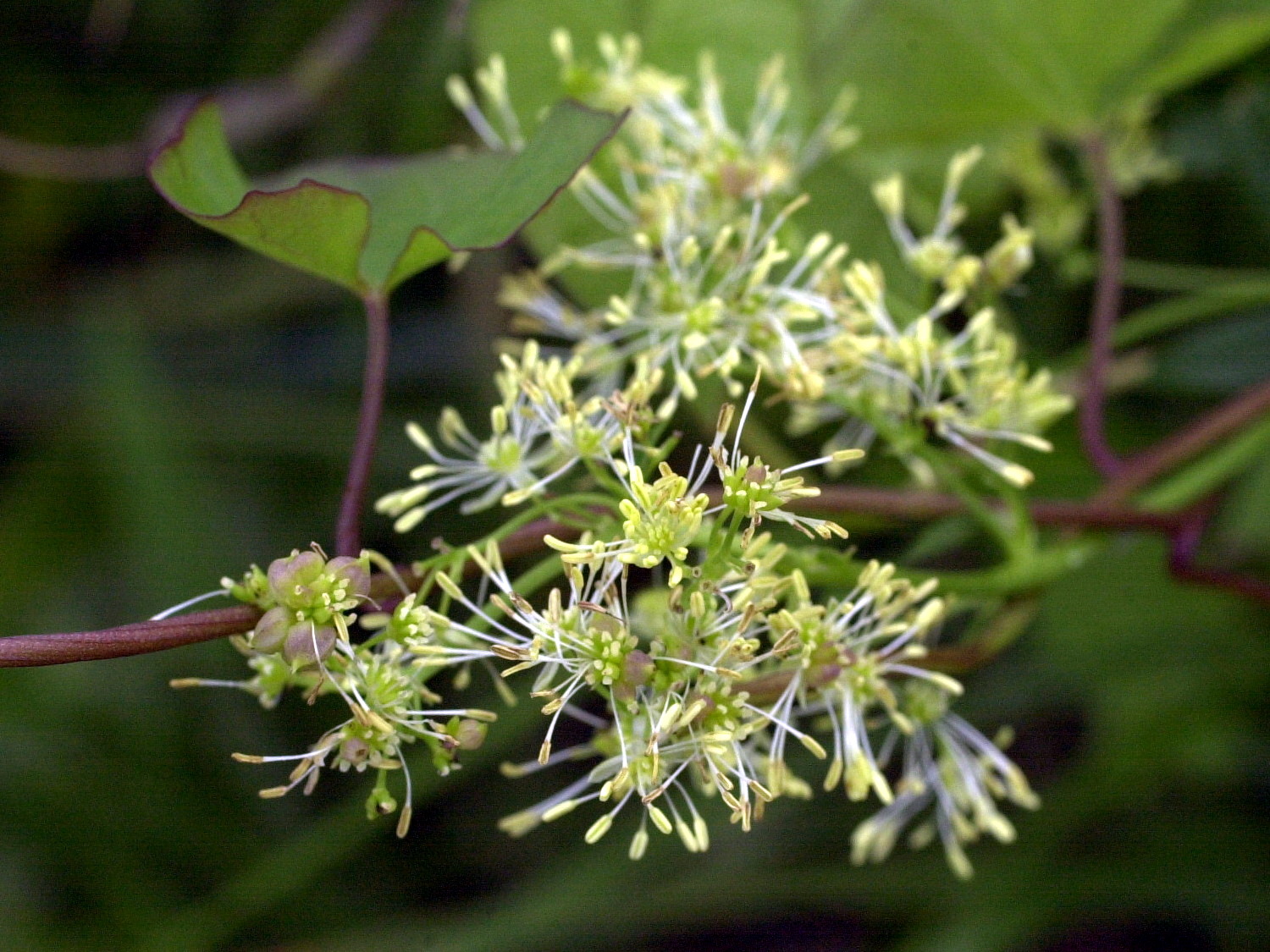 Afficher le média Thalictrum_flavum Thalictrum_flavum