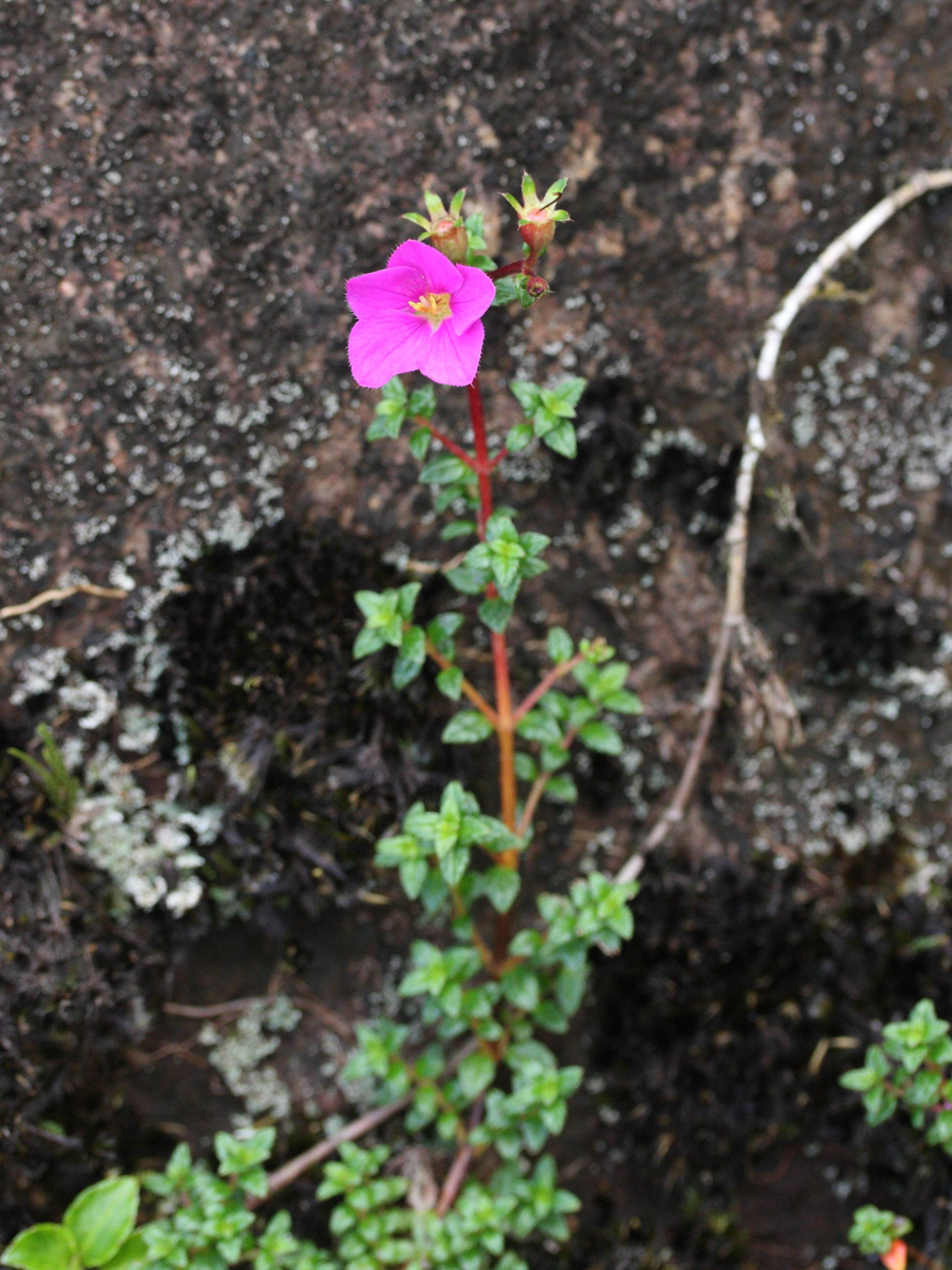 tibouchina_ornata2md