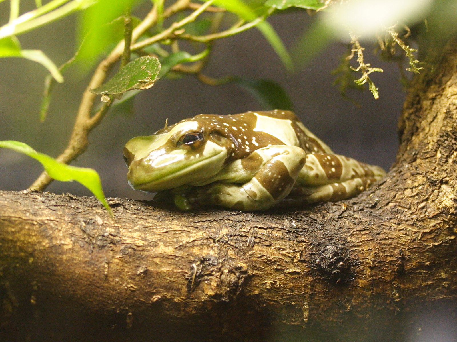 trachycephalus_resinifictrix3md