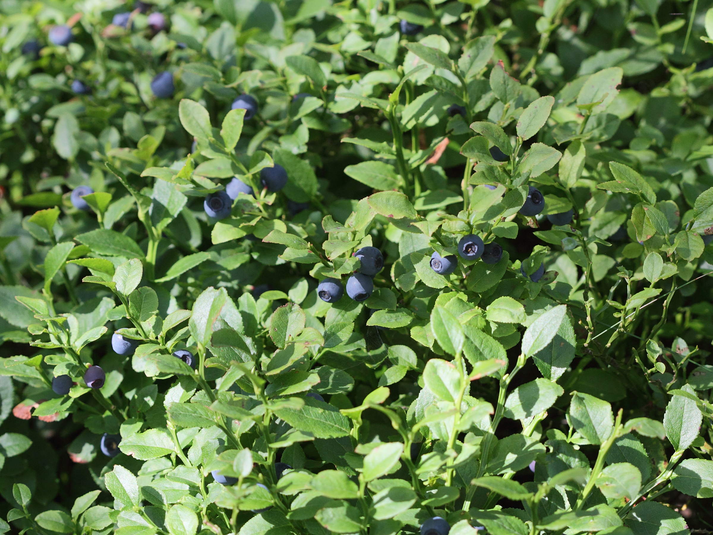 Afficher le média vaccinium_myrtillus1md vaccinium_myrtillus1md