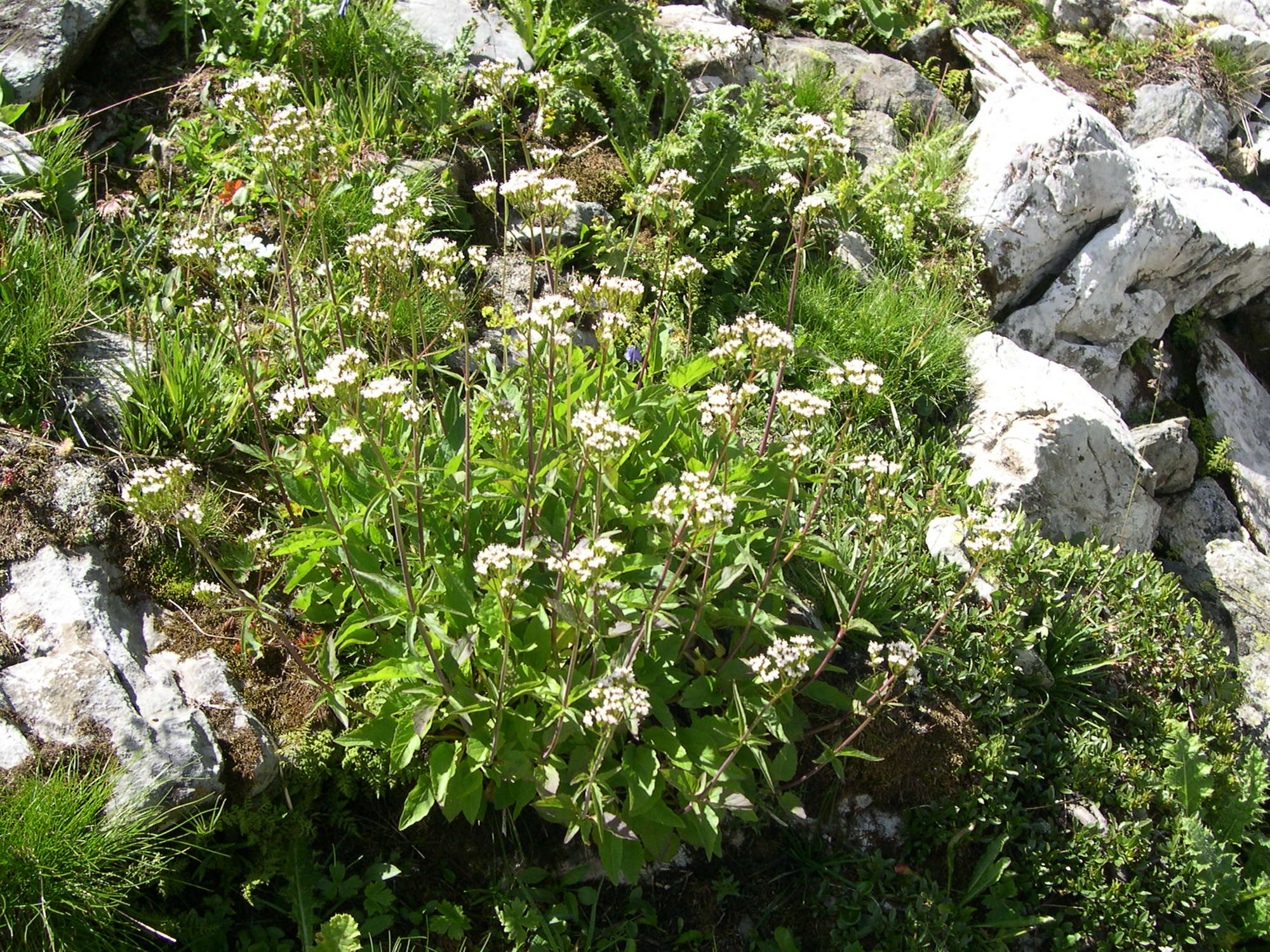 Afficher le média valeriana_tripteris1md valeriana_tripteris1md