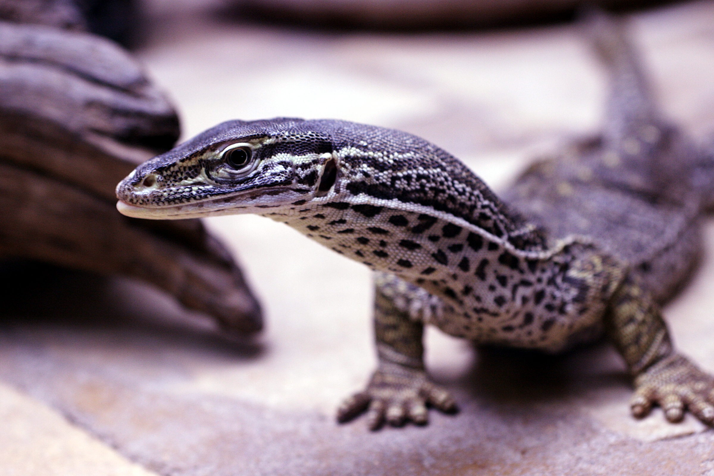 varanus_gouldii2md