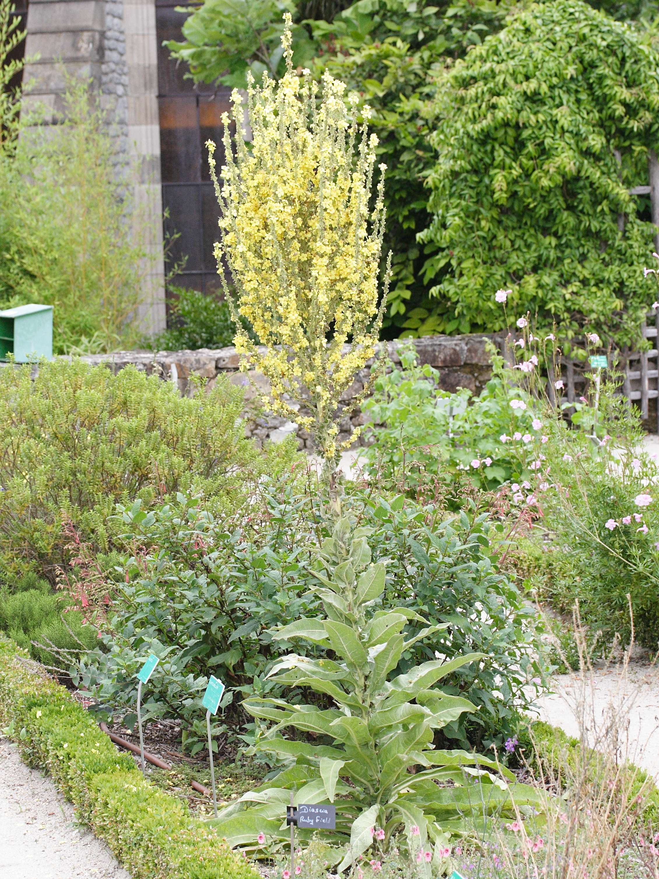 verbascum_speciosum1md