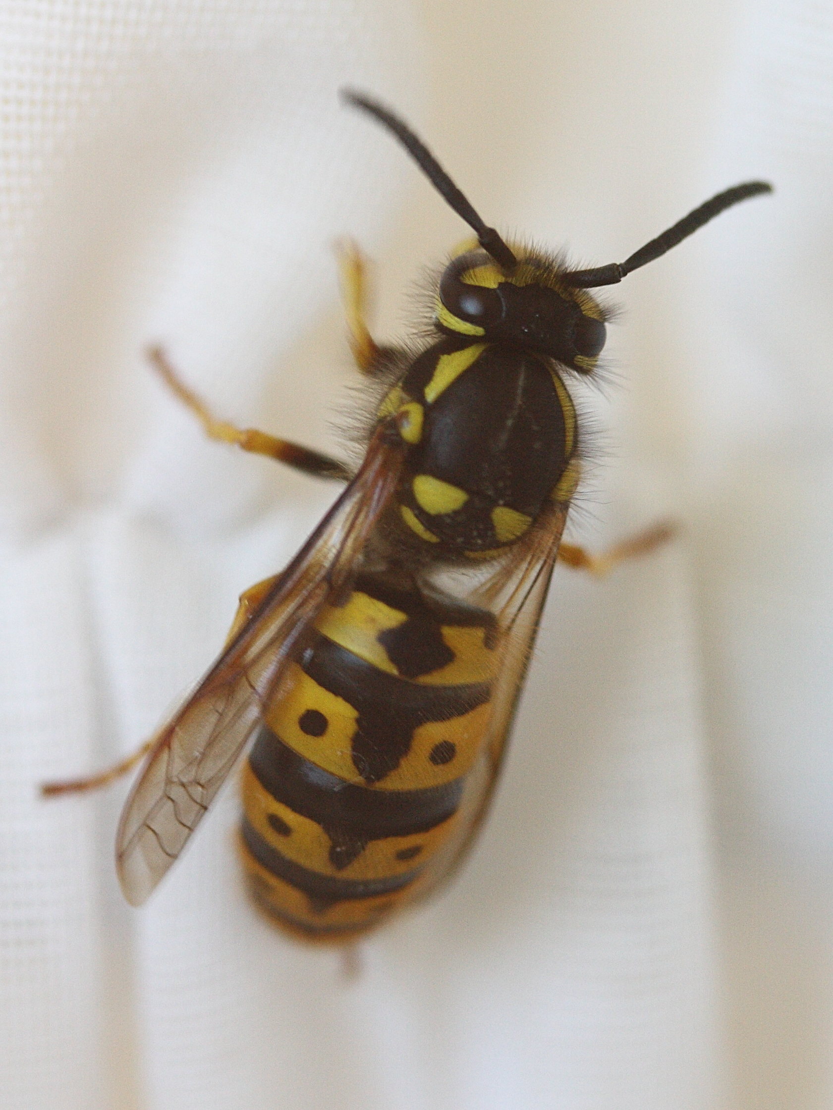 vespula_germanica3md