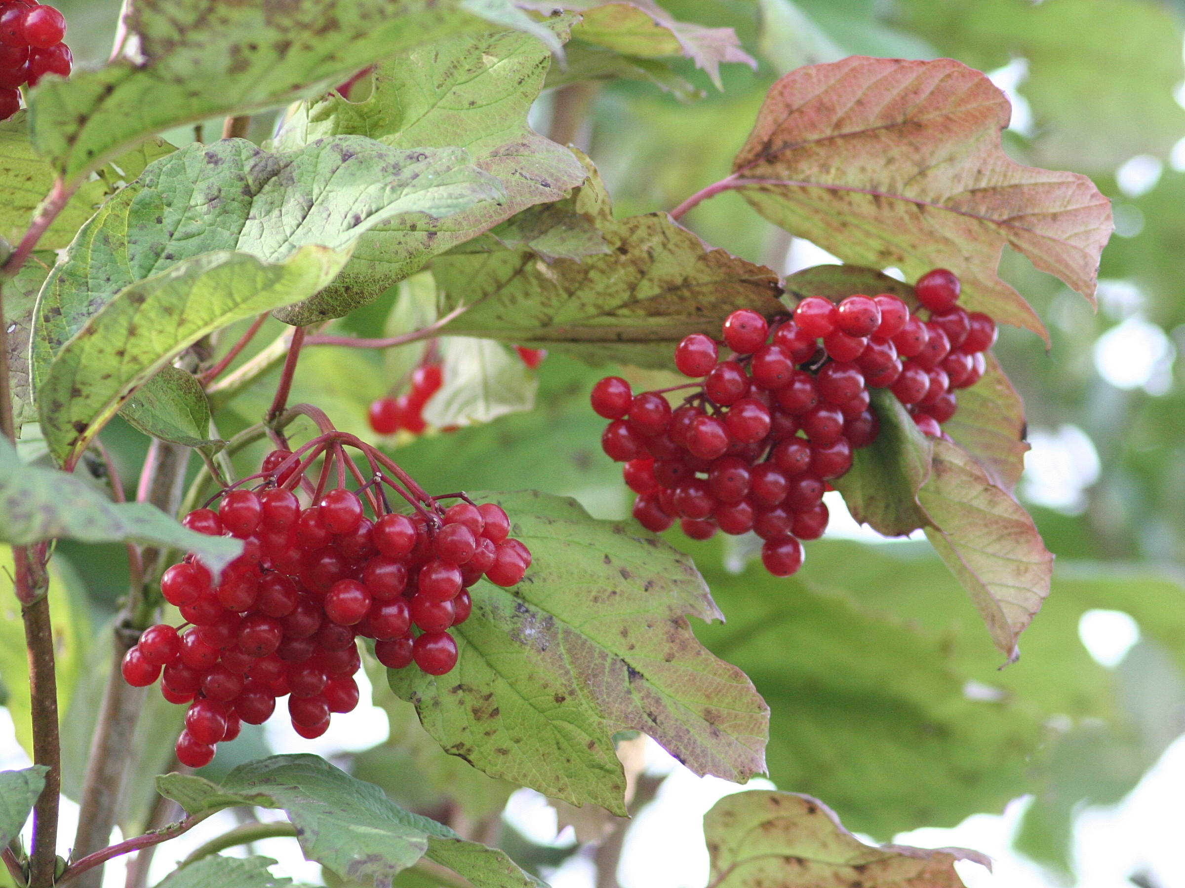 viburnum_opulus4md