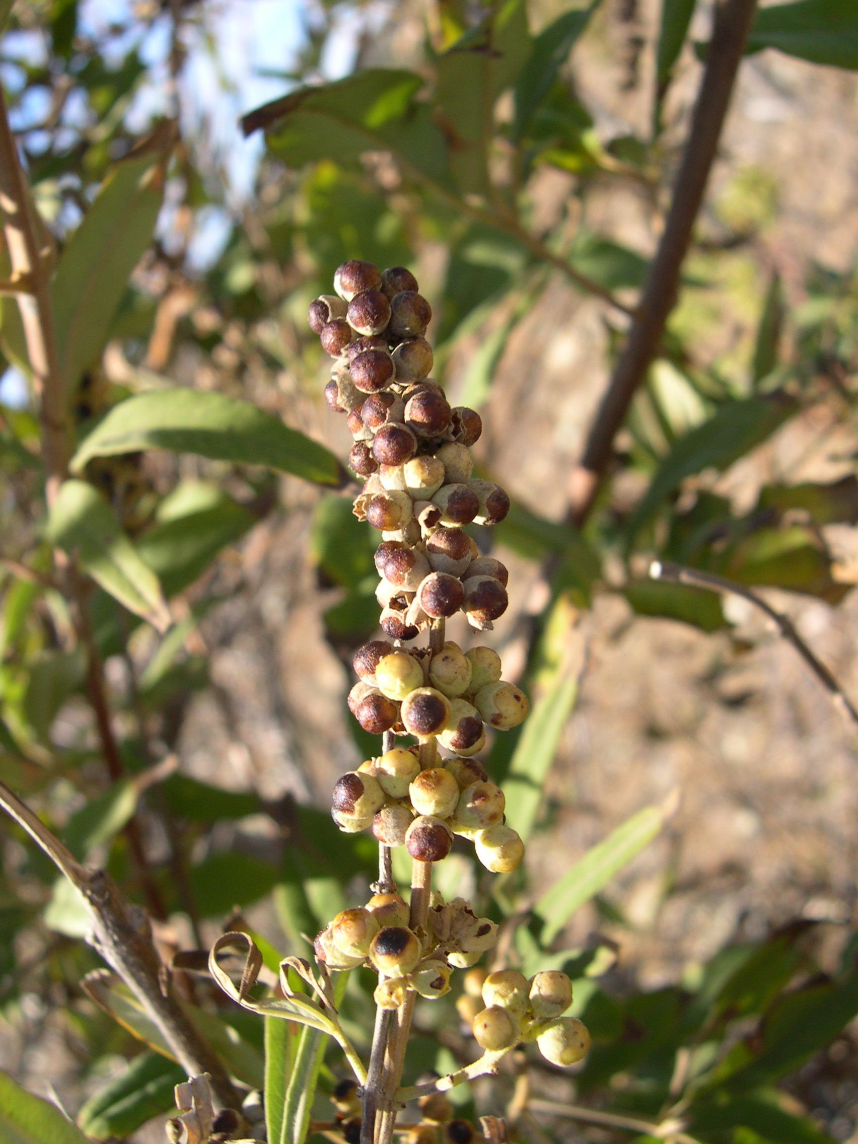 vitex_agnus-castus4md