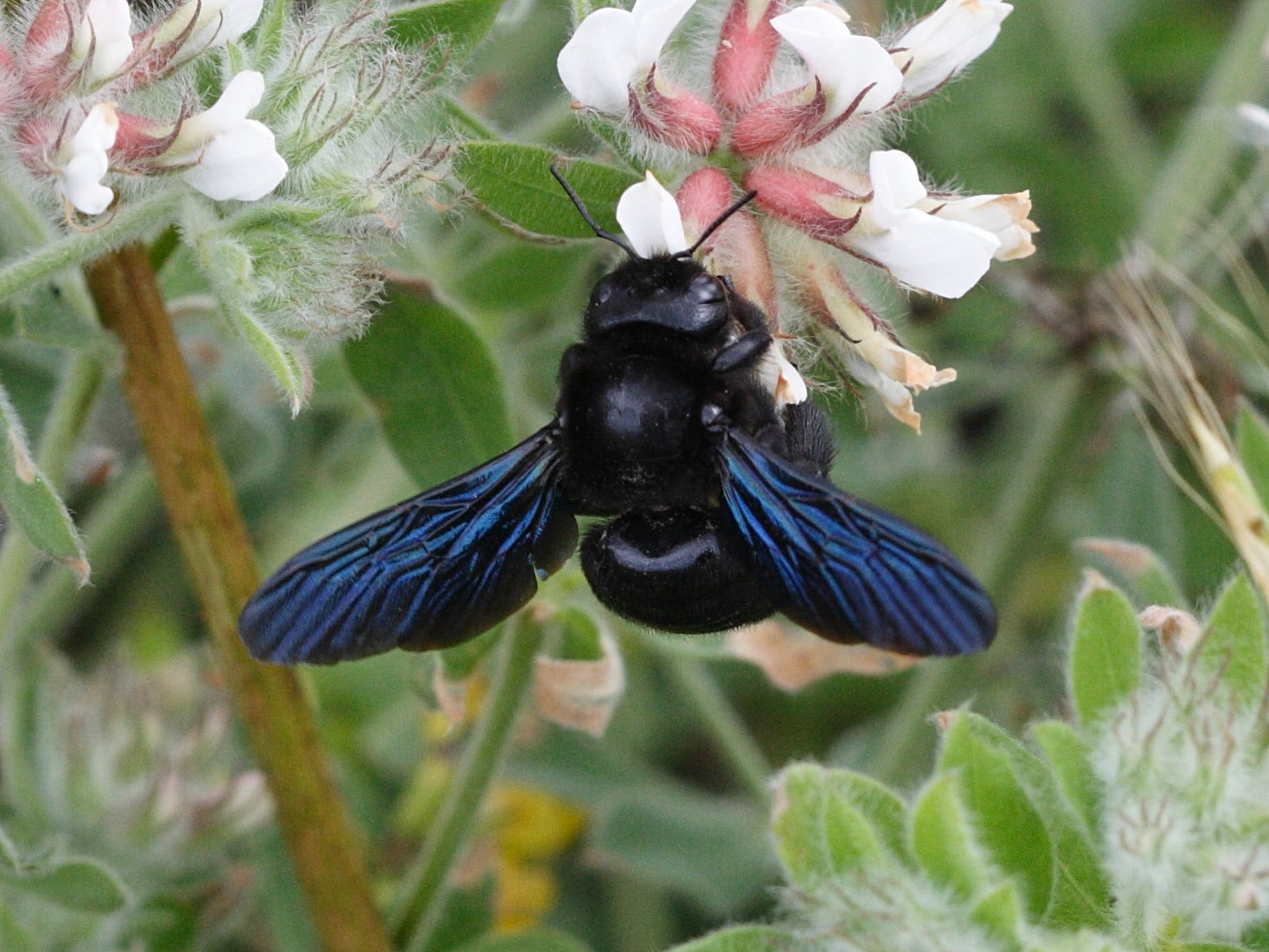 xylocopa_violacea6md