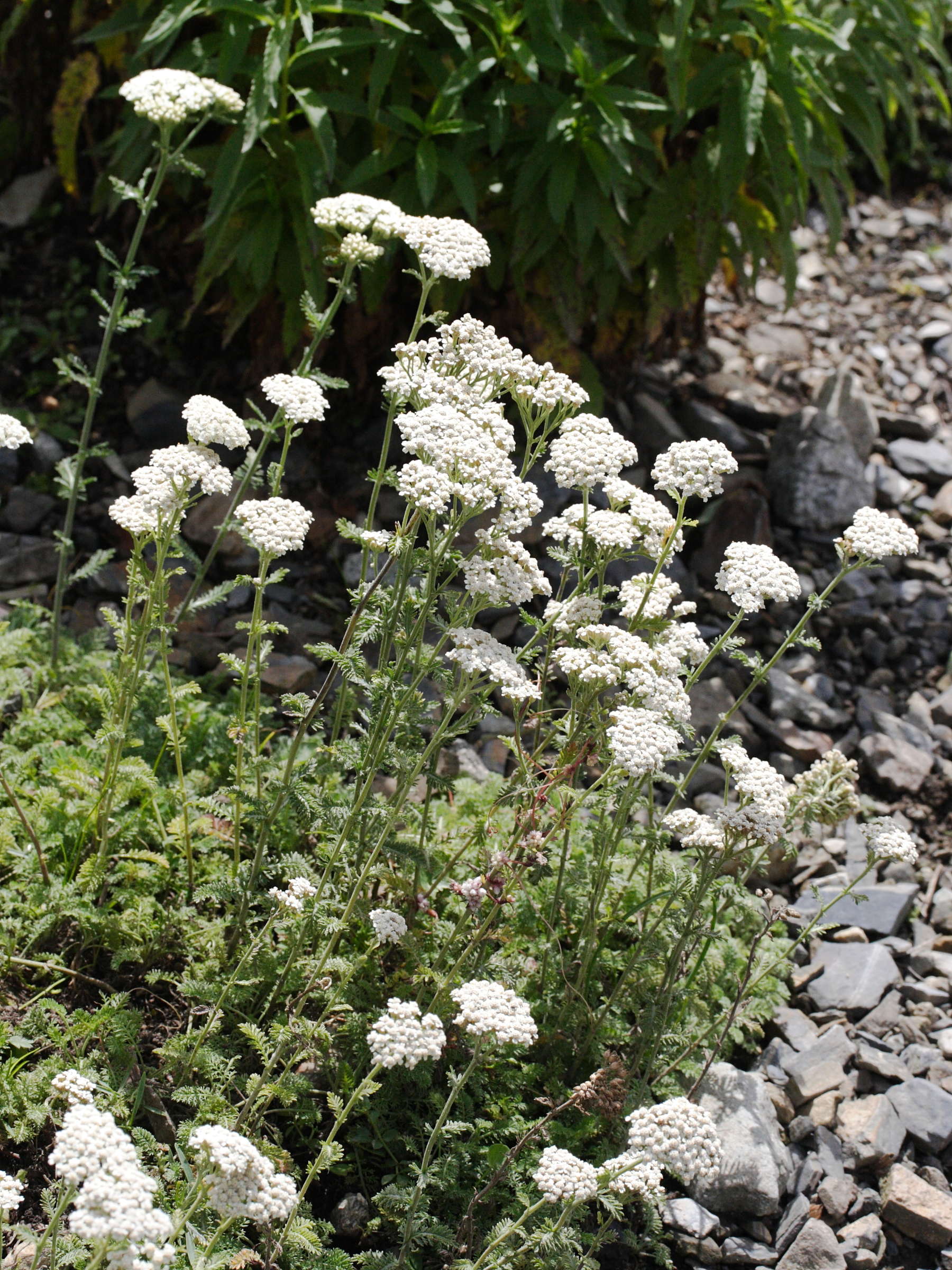 achillea_odorata1md