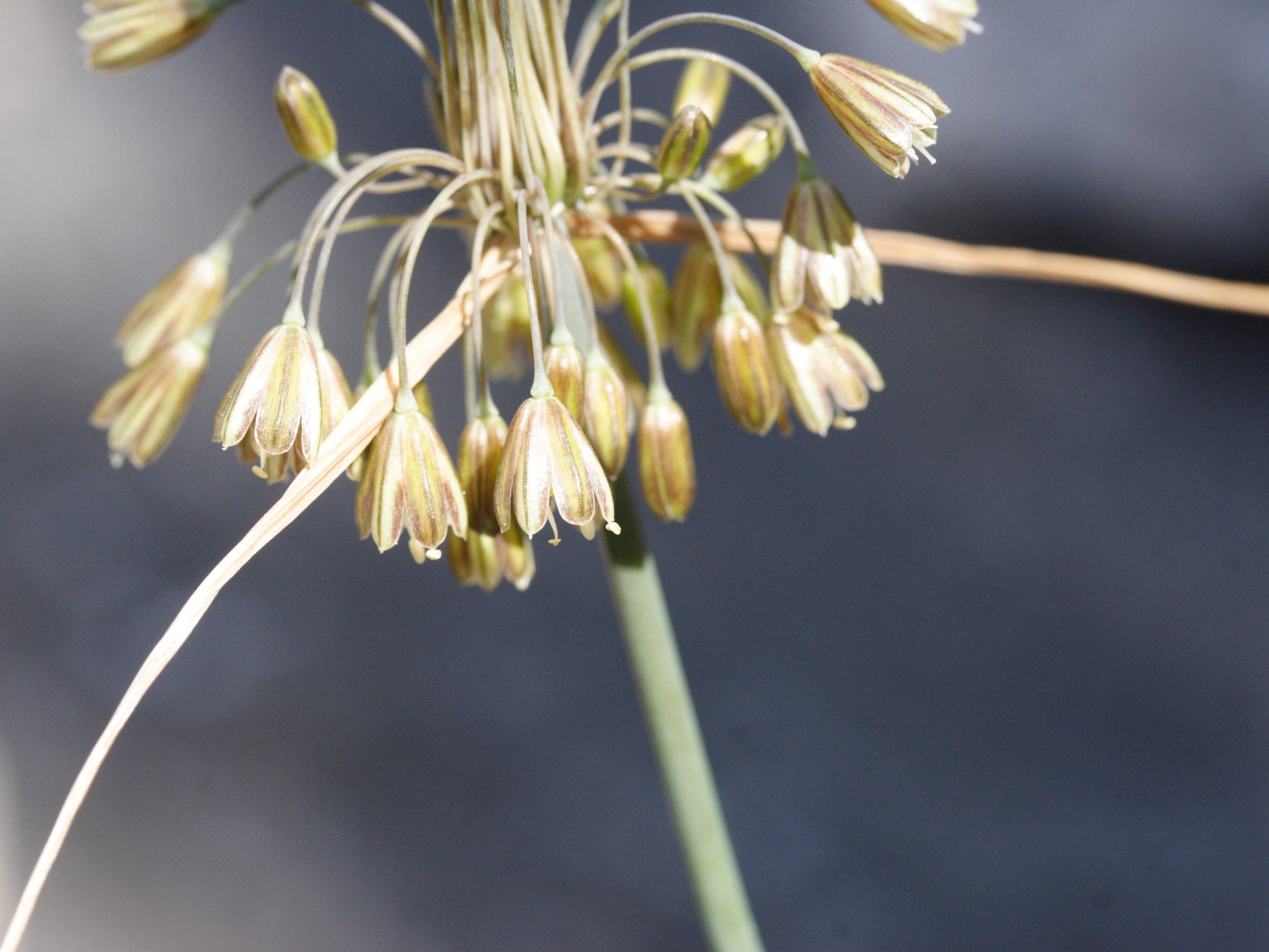 allium_paniculatum3md