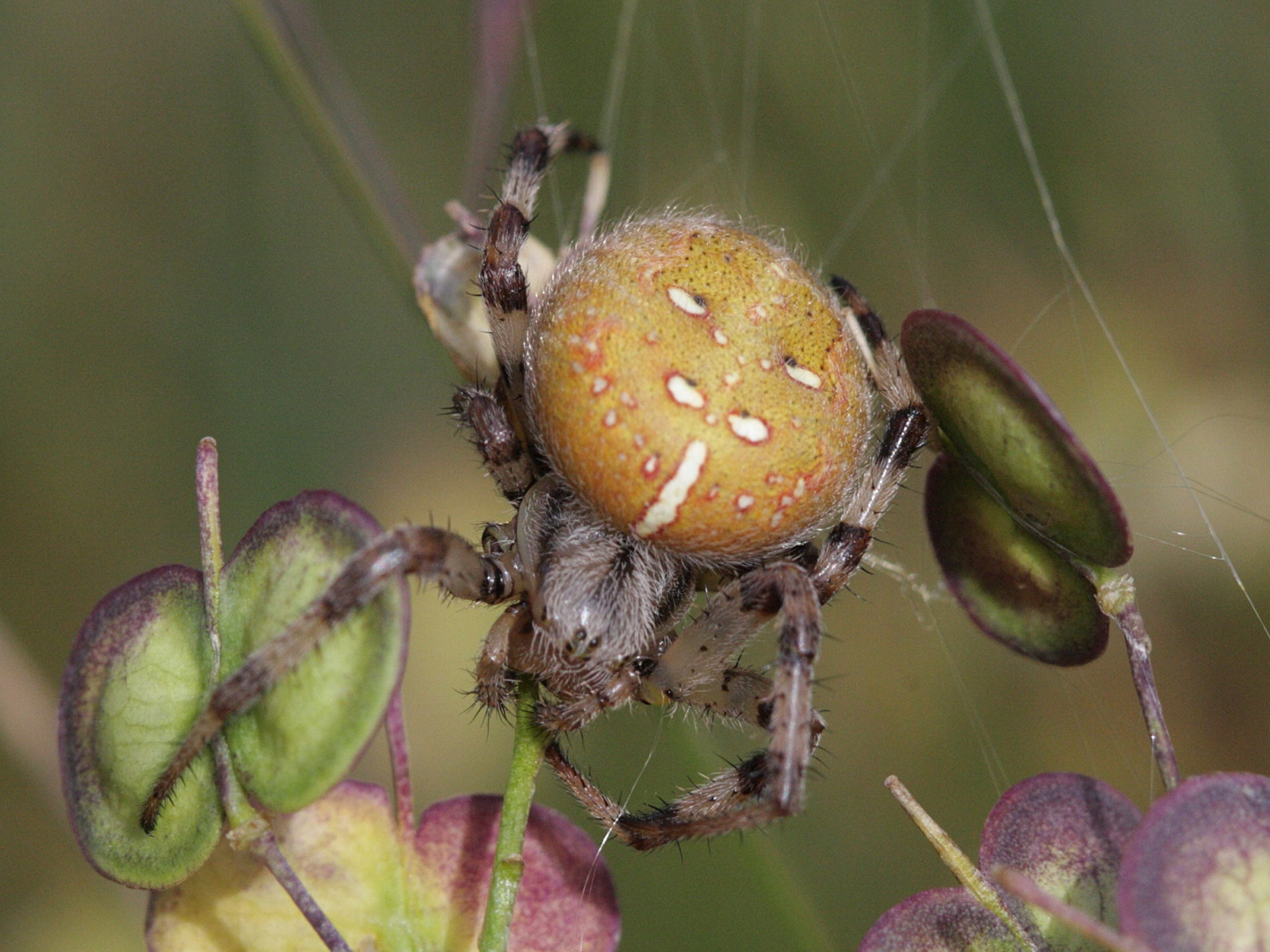 araneus_quadratus5bd