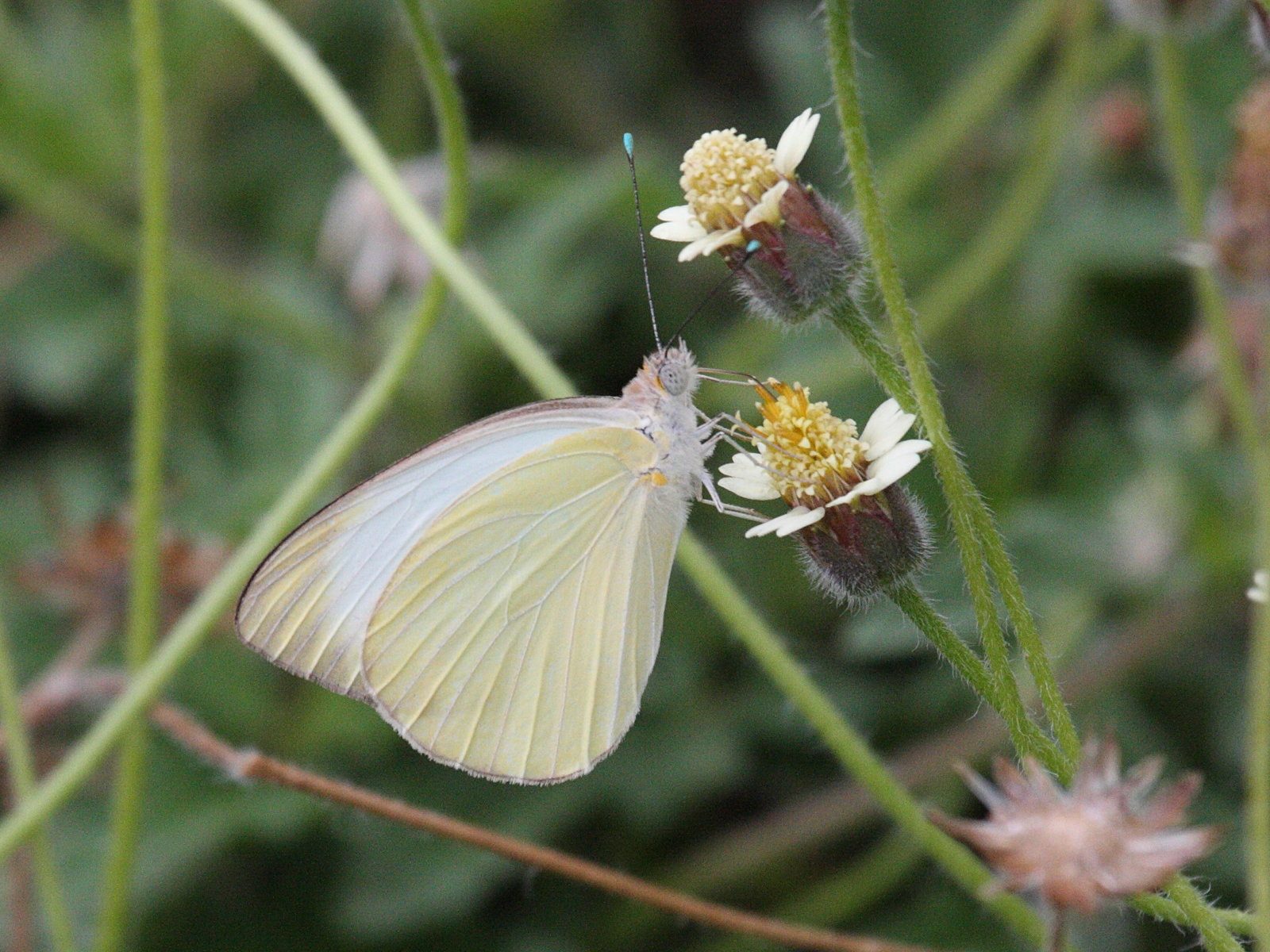 ascia_monuste_virginia3bd