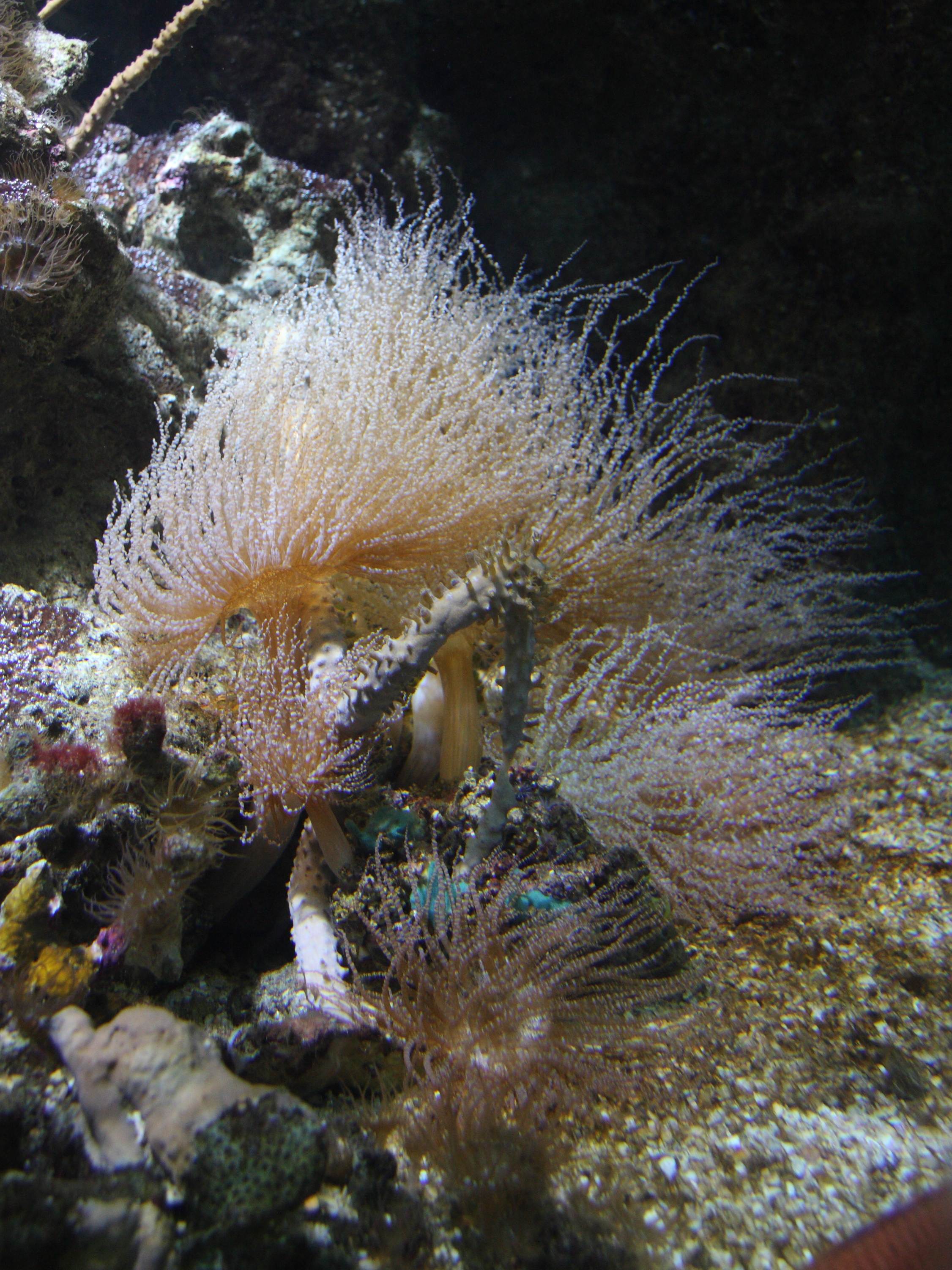 bartholomea_annulata1sd