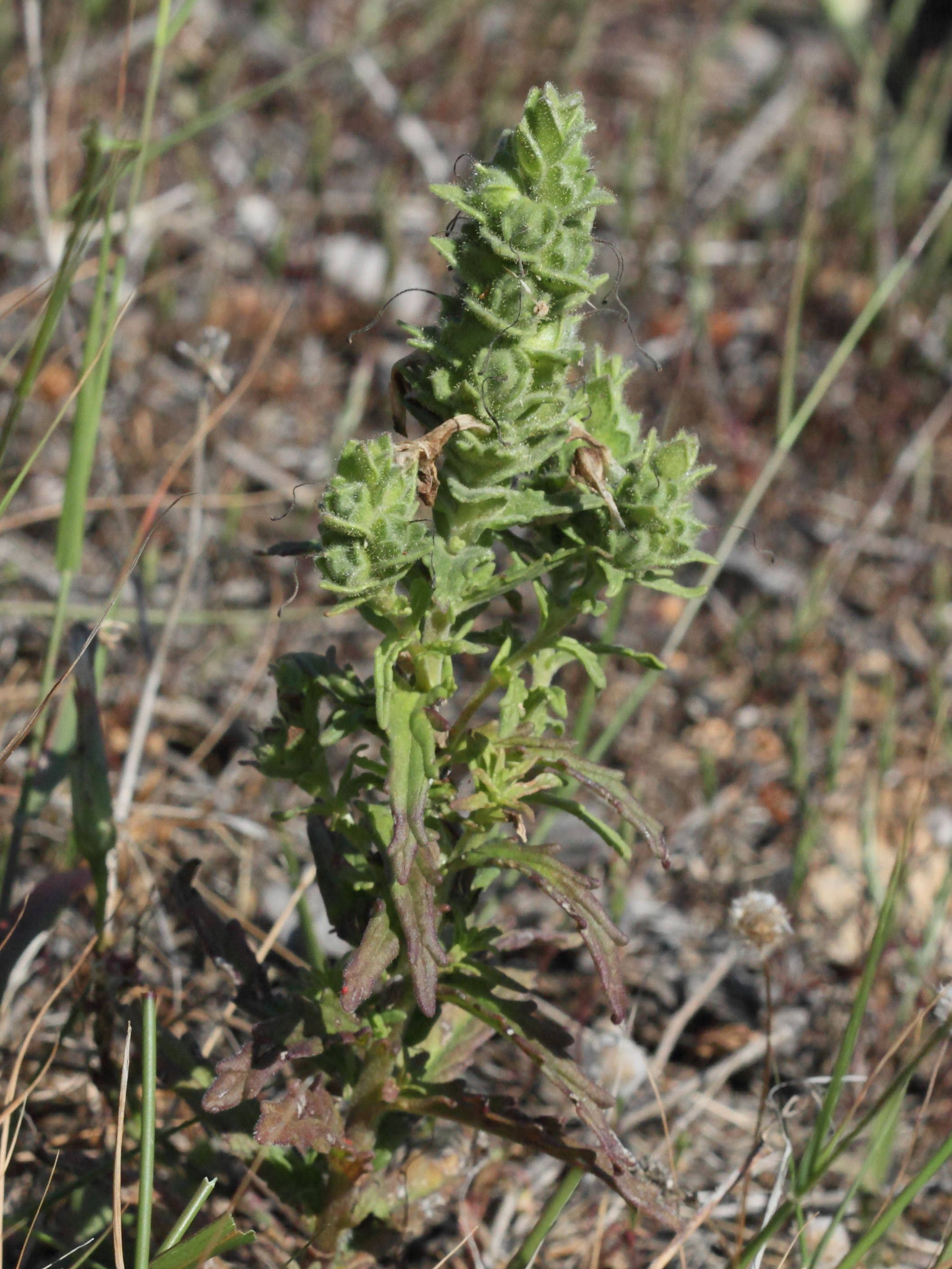 bartsia_trixago1bbd