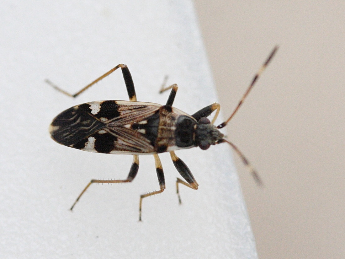 beosus_maritimus1bmd