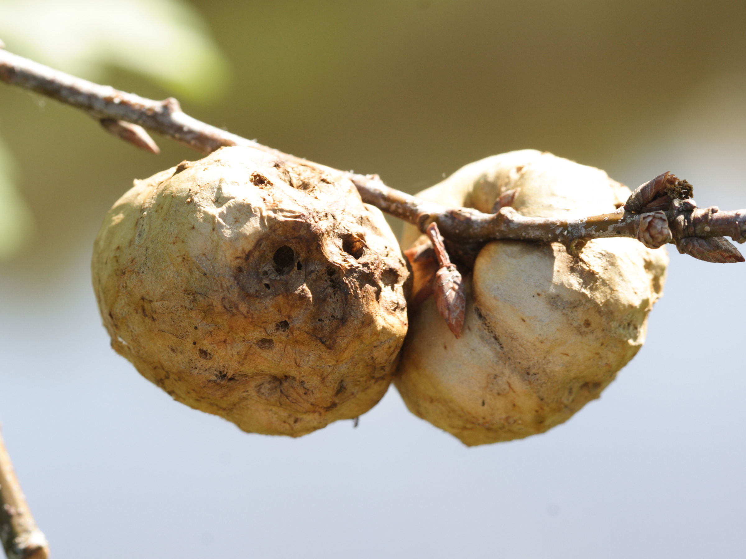 biorhiza_pallida_galle3md