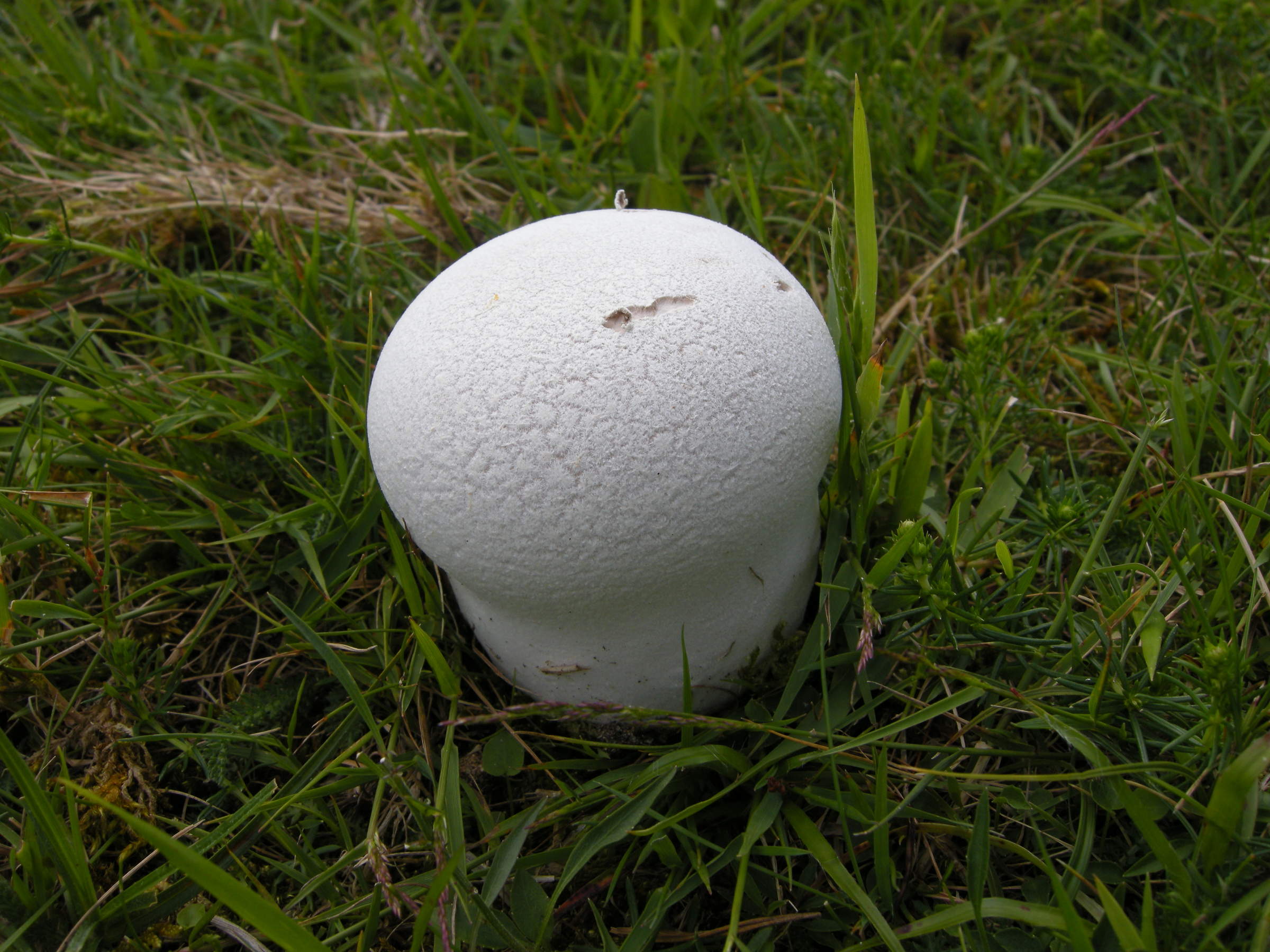 calvatia_utriformis1md