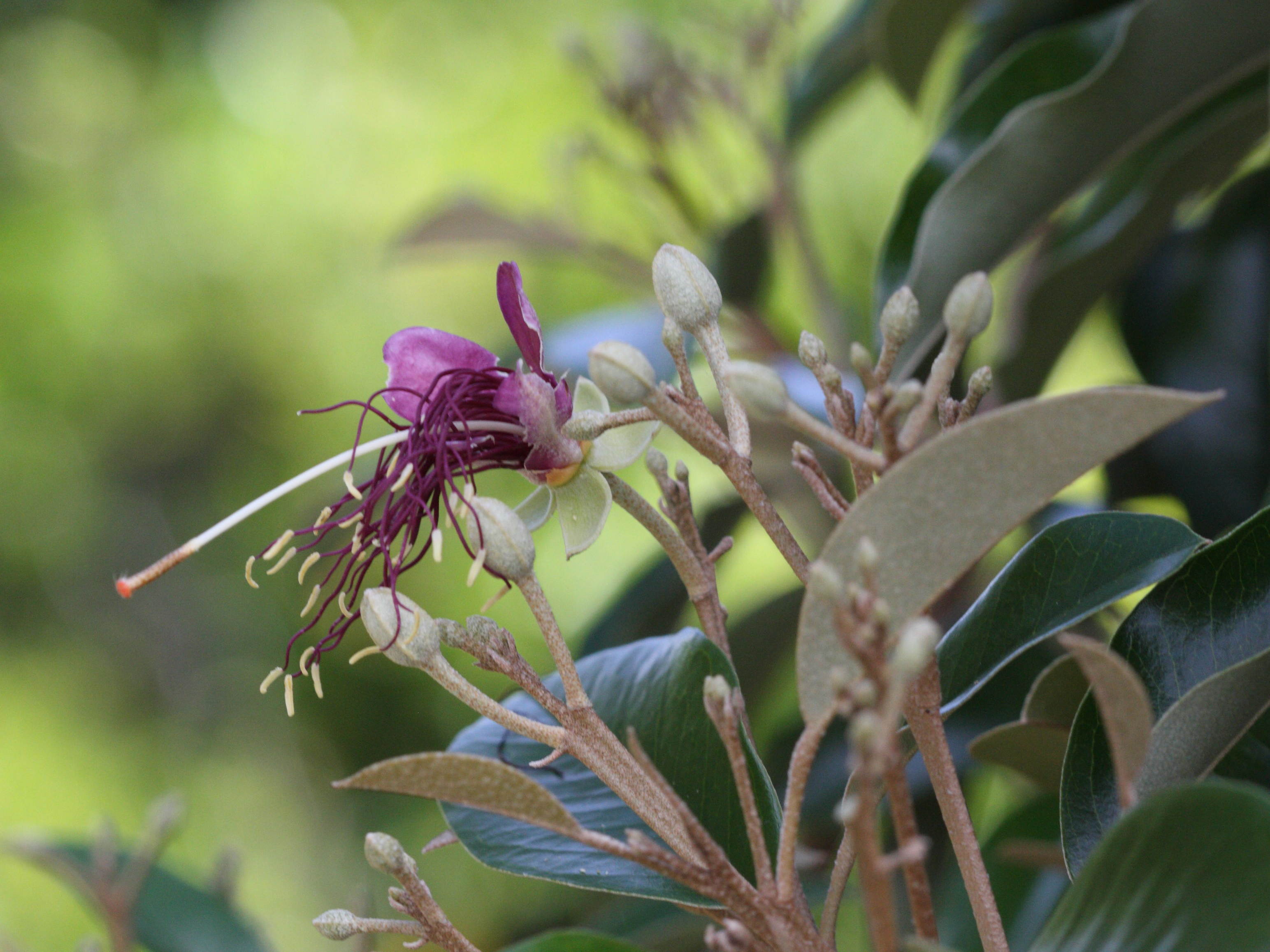 Afficher le média capparis_cynophallophora1md capparis_cynophallophora1md