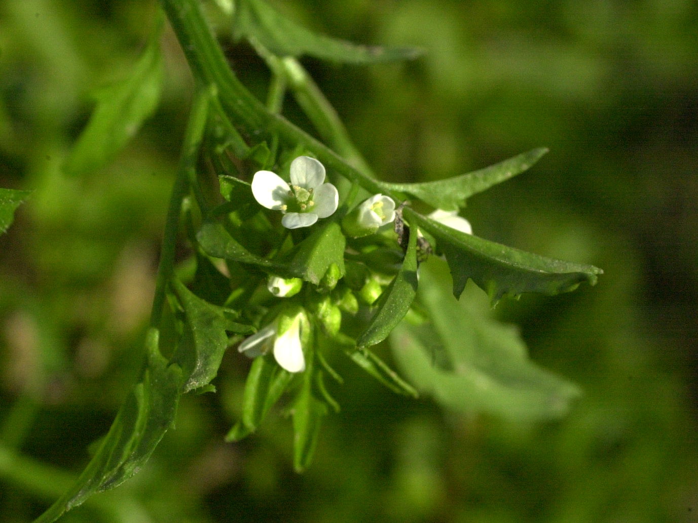 Afficher le média cardamine_flexuosa2md cardamine_flexuosa2md