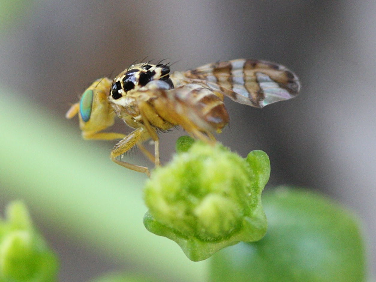 carpomya_schineri1md