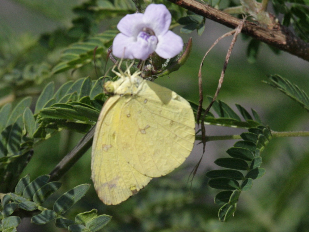 catopsilia_thauruma2bd