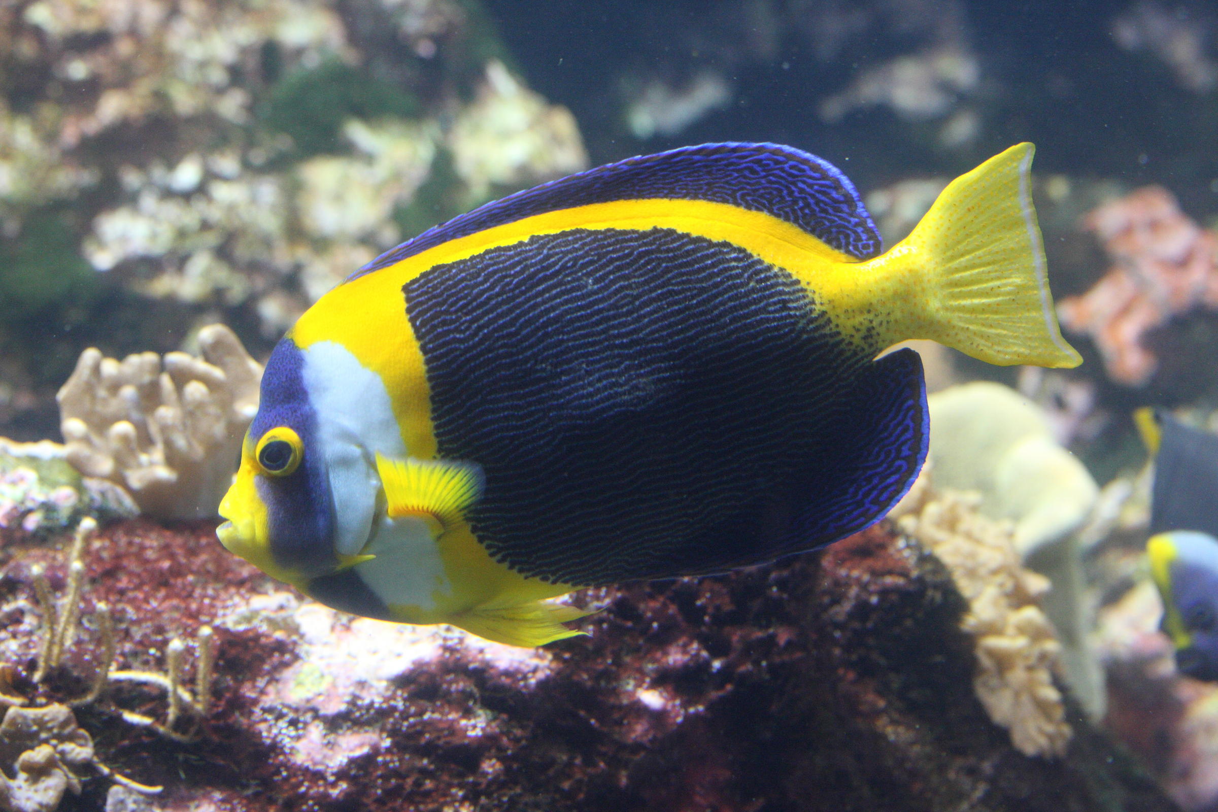 chaetodontoplus_duboulayi3md