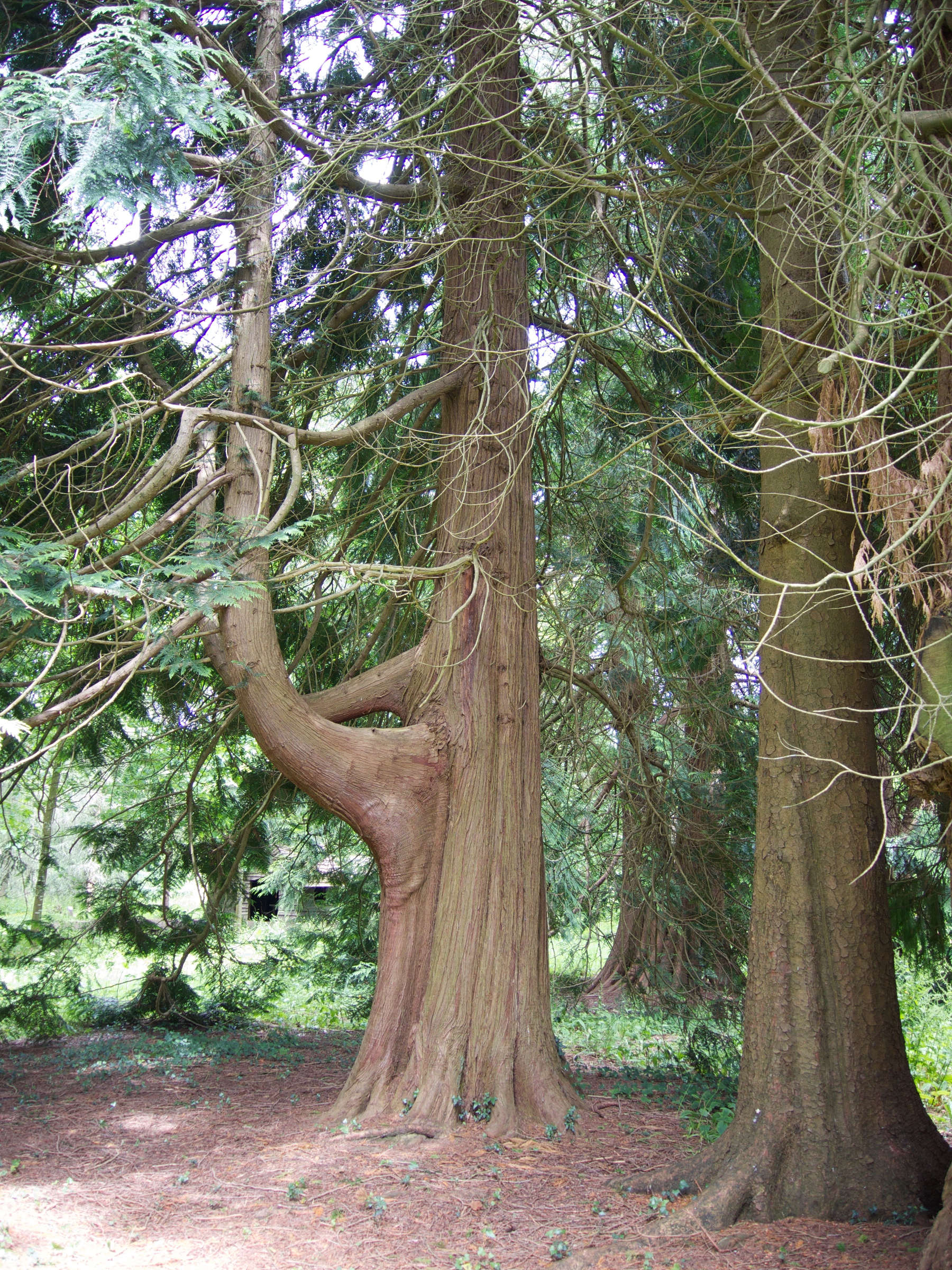 chamaecyparis_lawsoniana6md