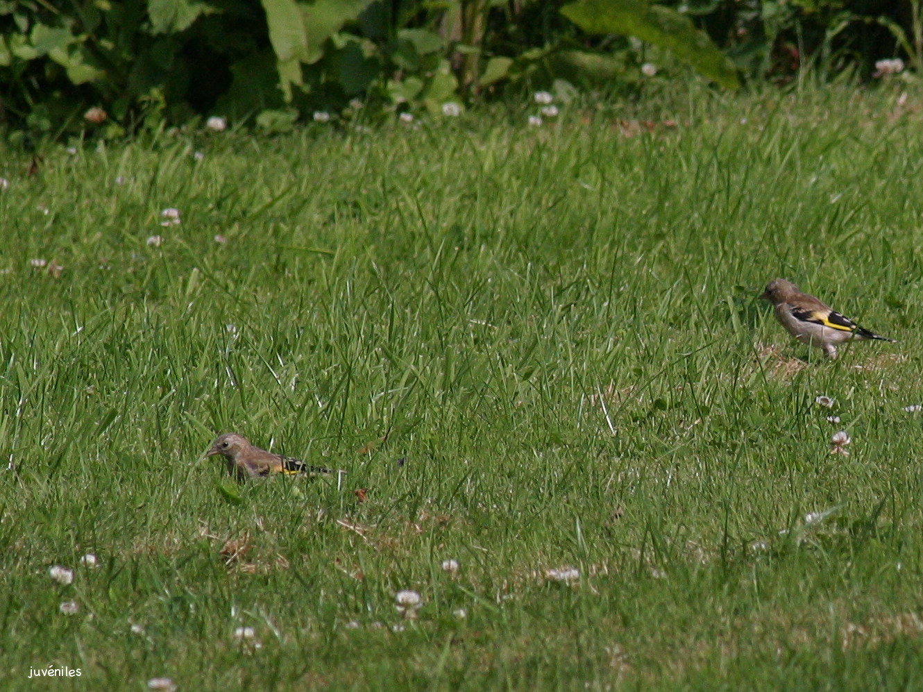 chardonneret_elegant_-_carduelis_carduelis2bd