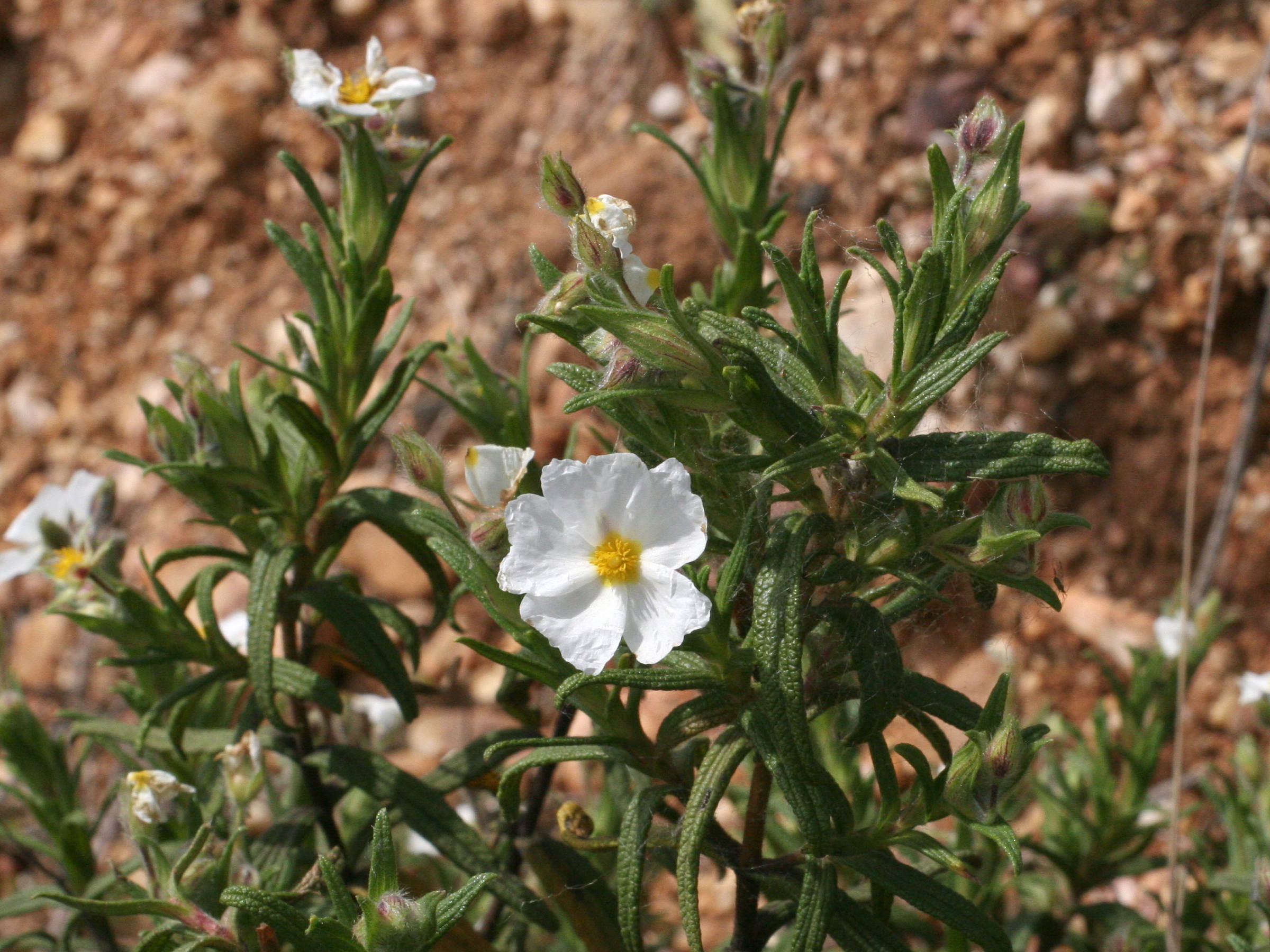 Cistus_monspeliensis