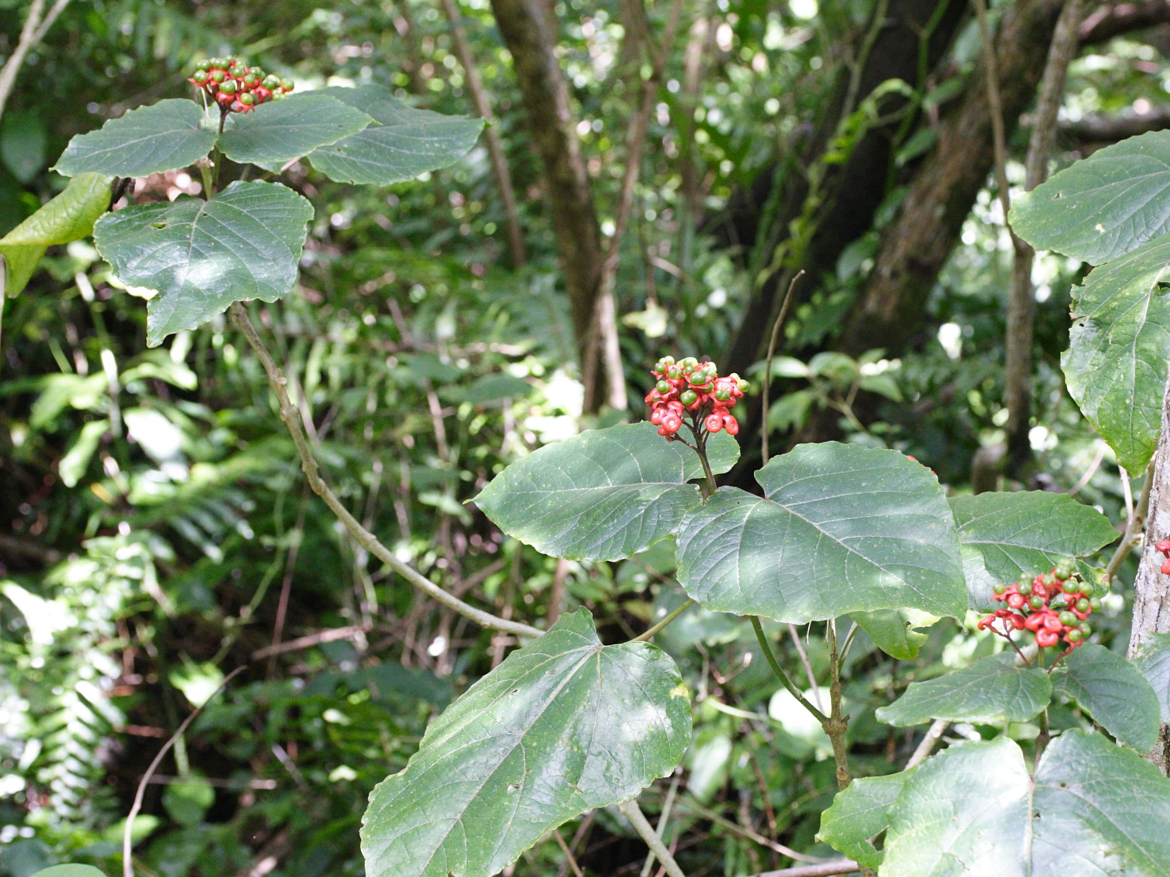 clerodendrum_speciosissimum2md