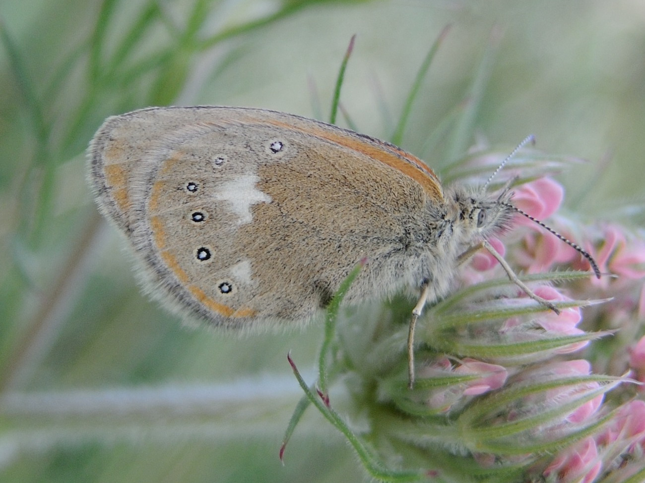 coenonympha_glycerion3md