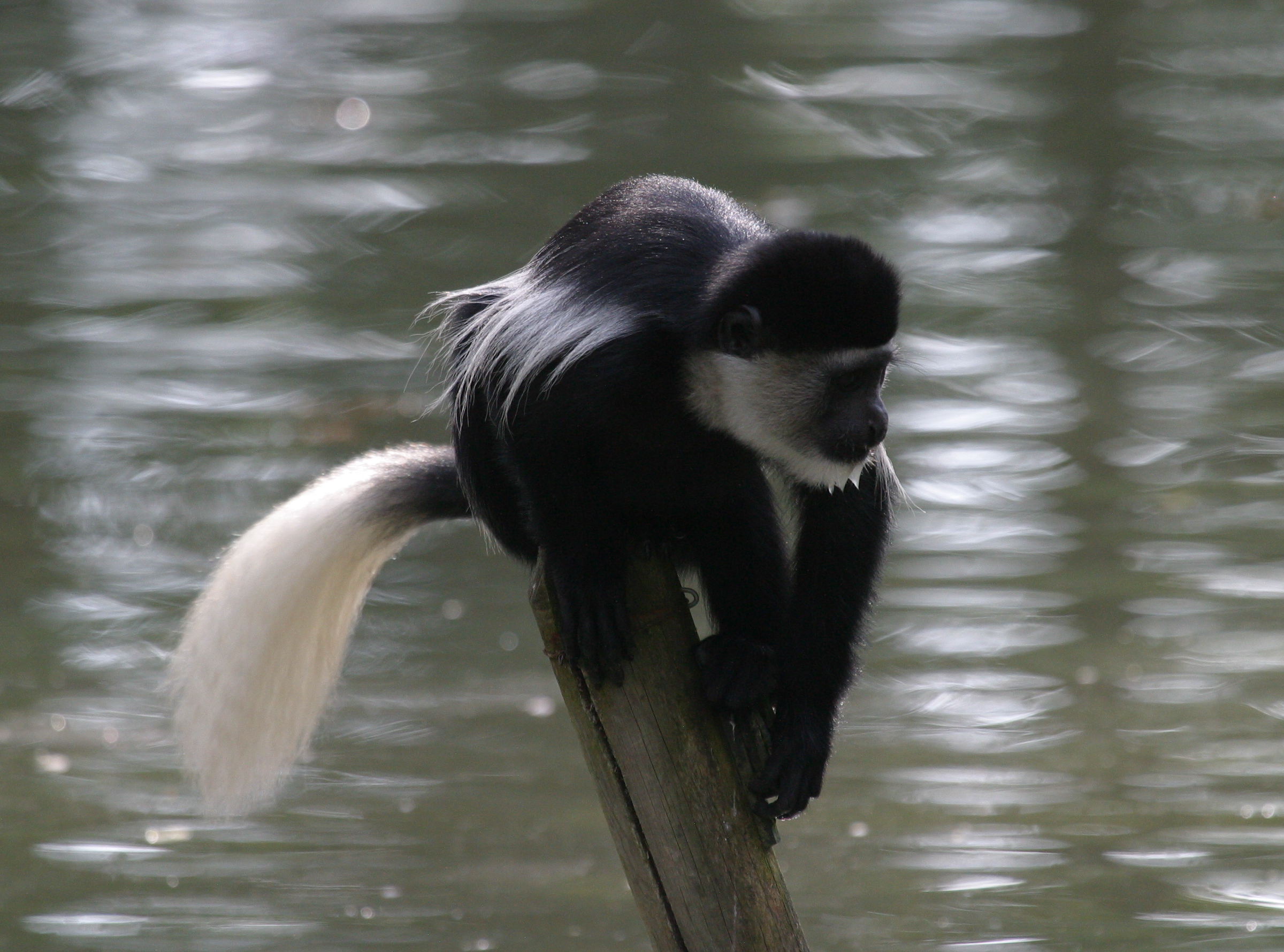 colobus_guereza1bd