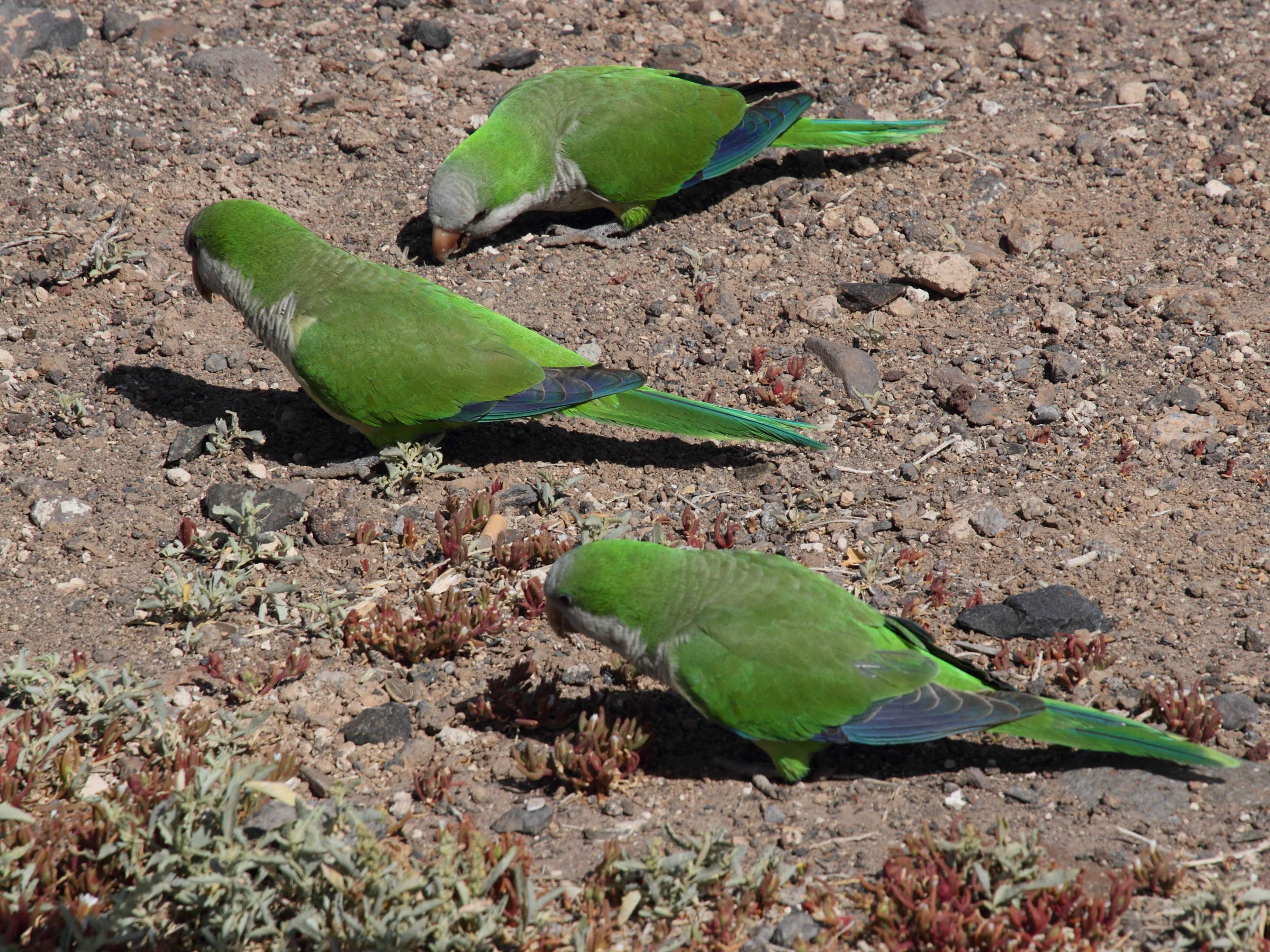 conure_veuve_-_myiopsitta_monachus4md