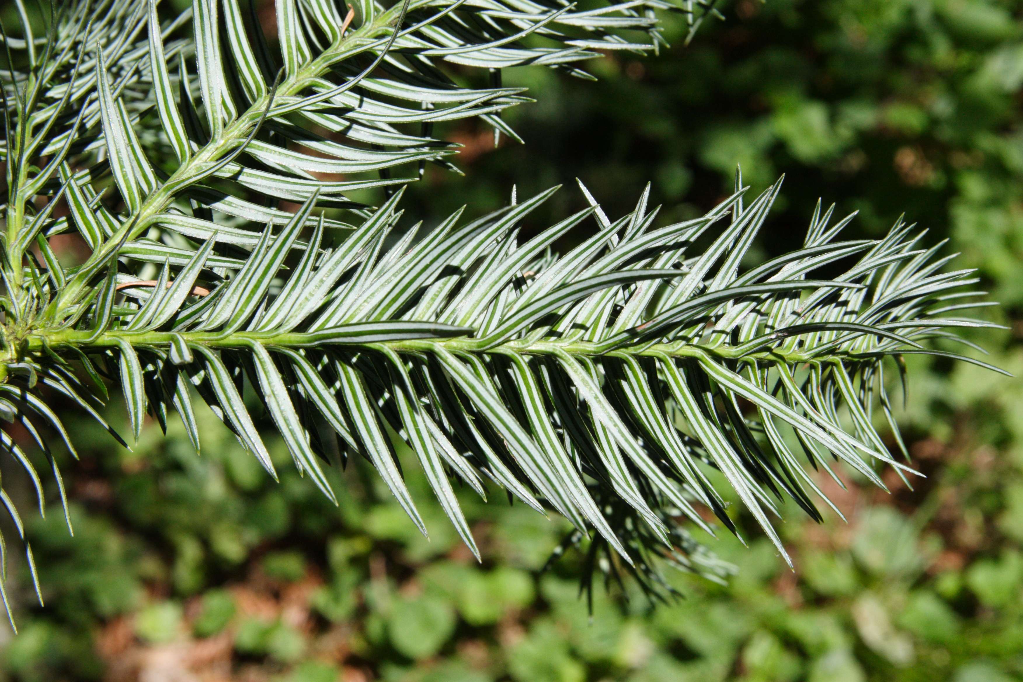 cunninghamia_lanceolata3md