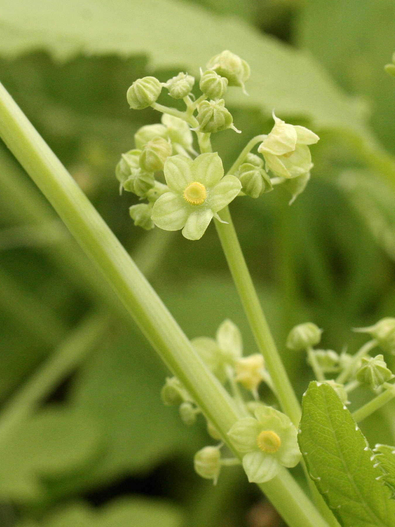 cyclanthera_pedata2md