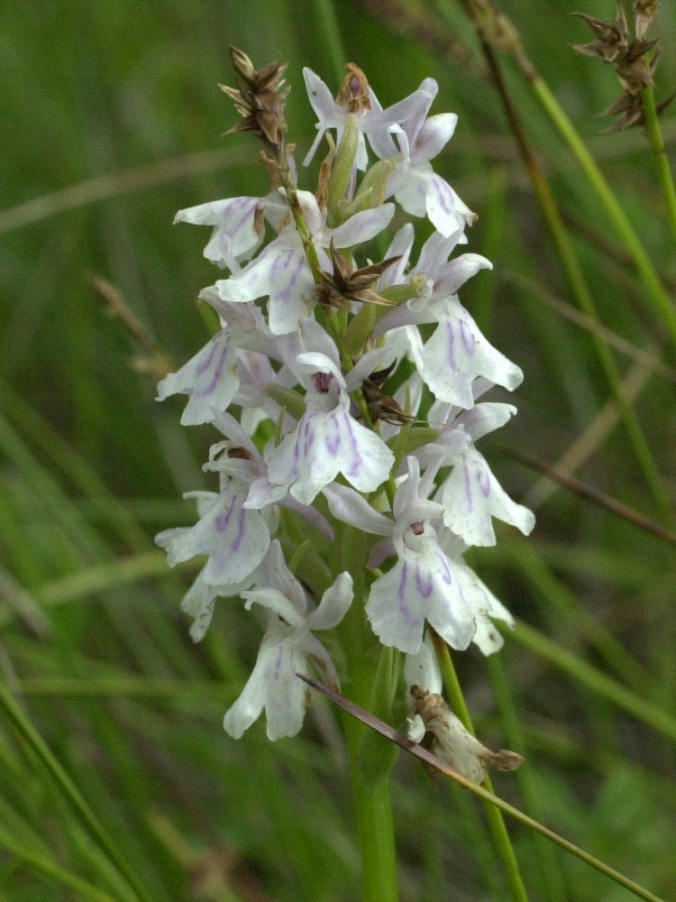 dactylorhiza_fuchsii5md