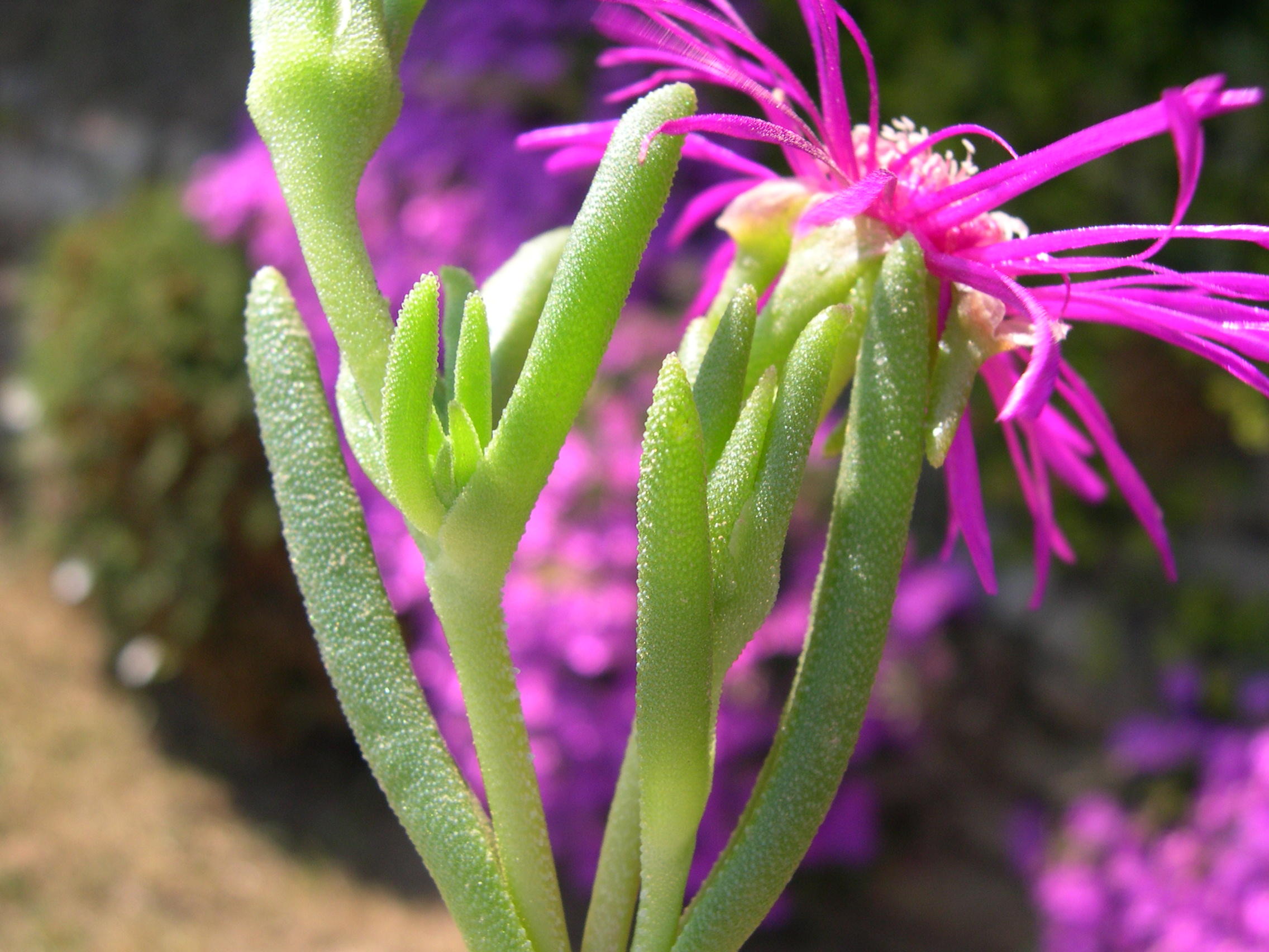 delosperma_cooperi2md