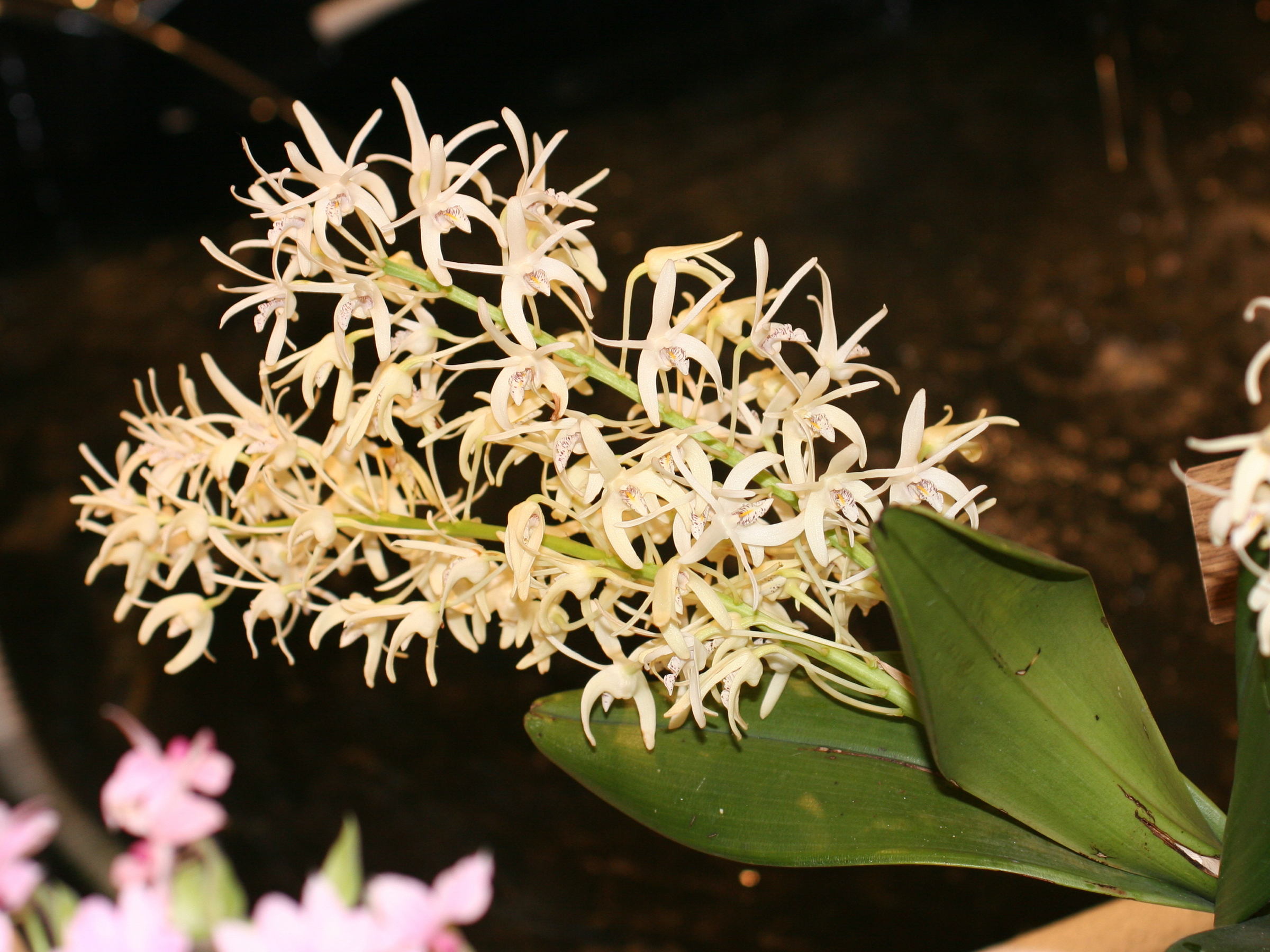dendrobium_speciosum1md