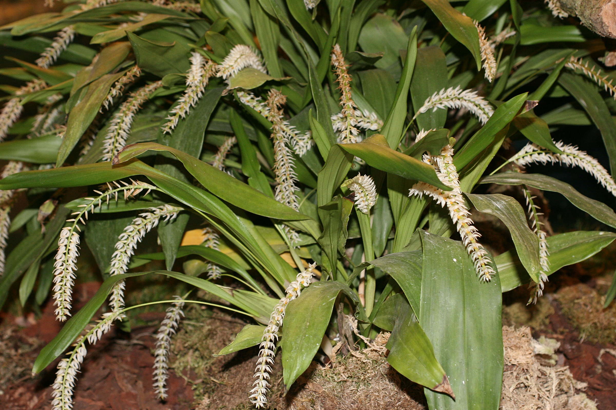 dendrochilum_glumaceum1md