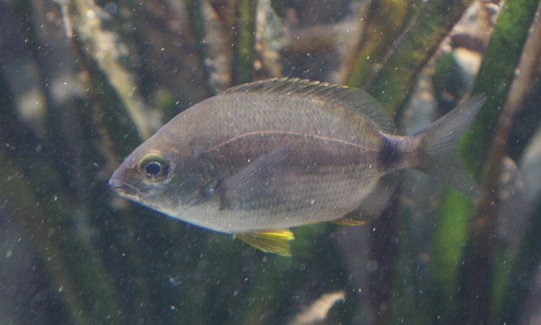 diplodus_annularis1md
