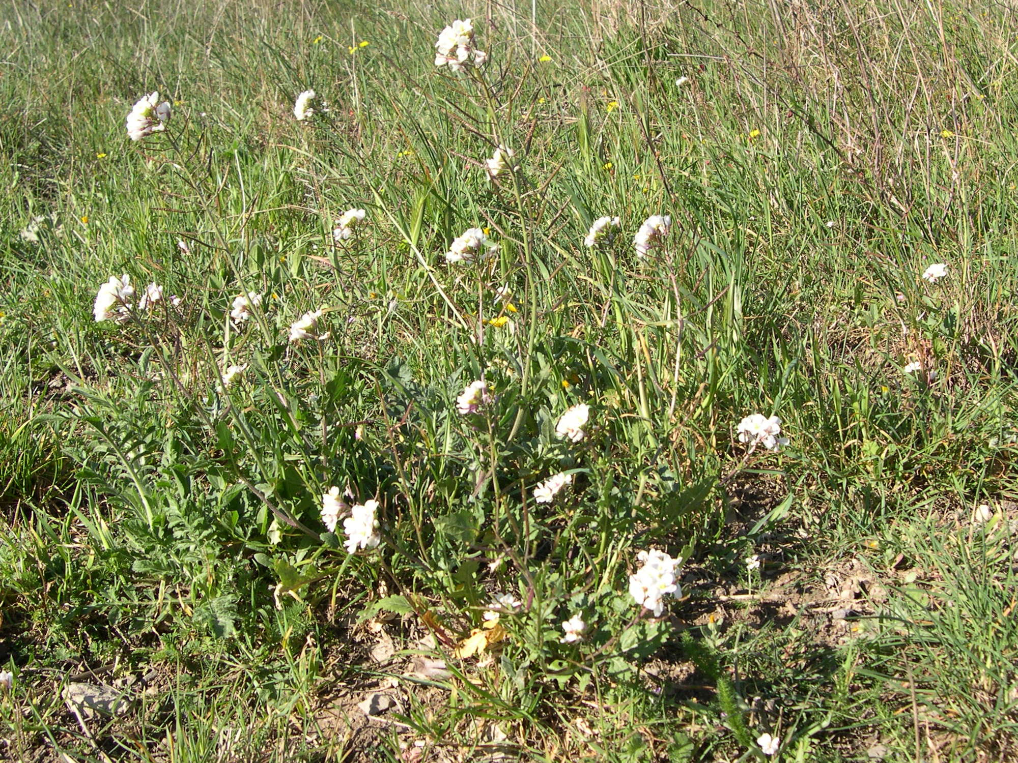 Afficher le média diplotaxis_erucoides4md diplotaxis_erucoides4md