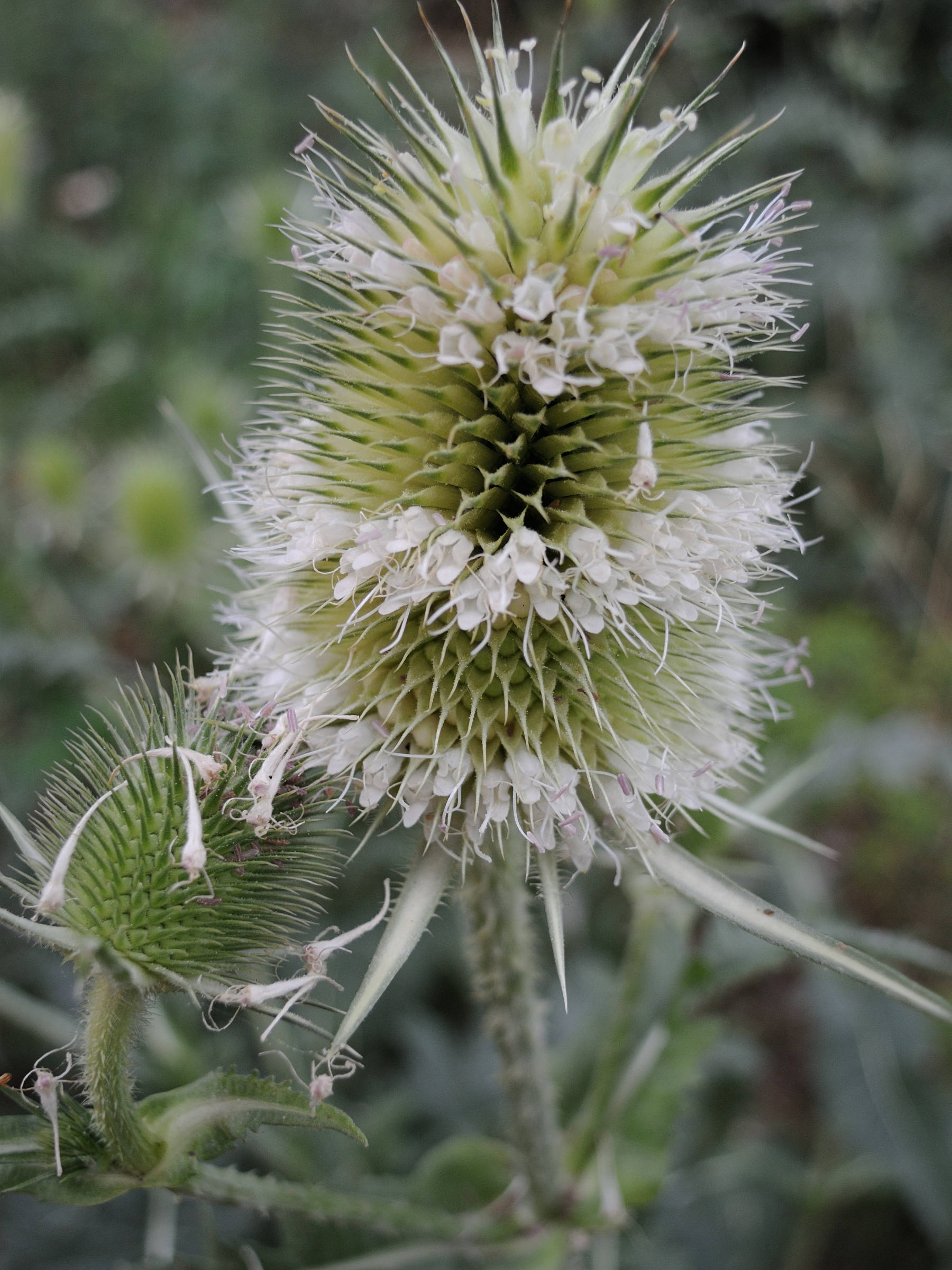 dipsacus_laciniatus2md