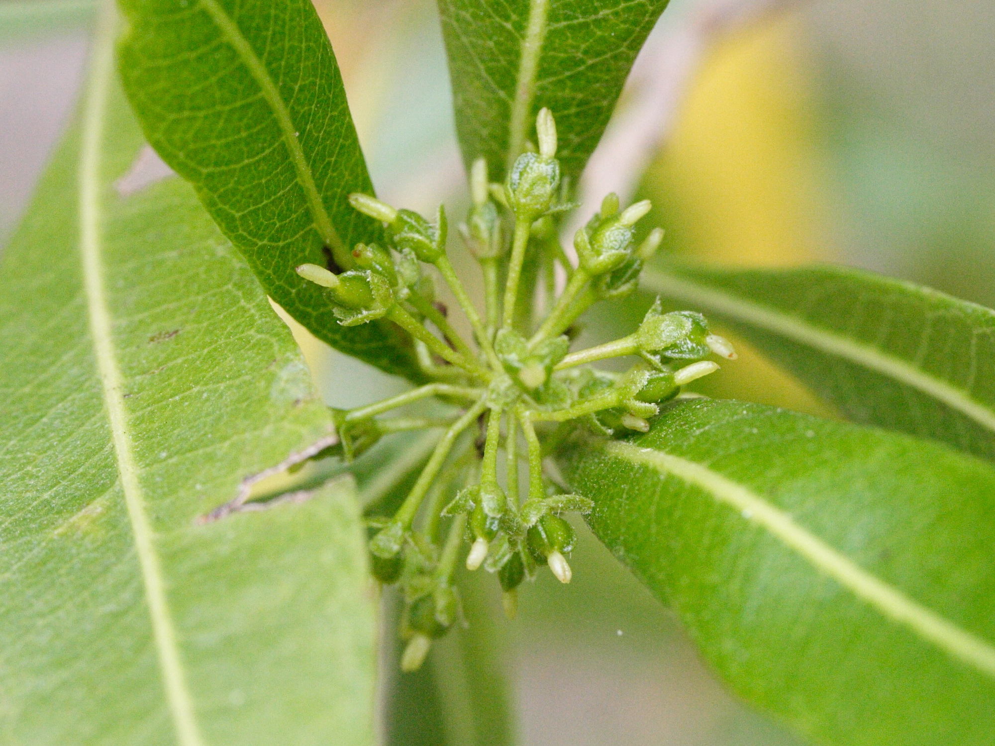 Afficher le média dodonaea_viscosa4md dodonaea_viscosa4md