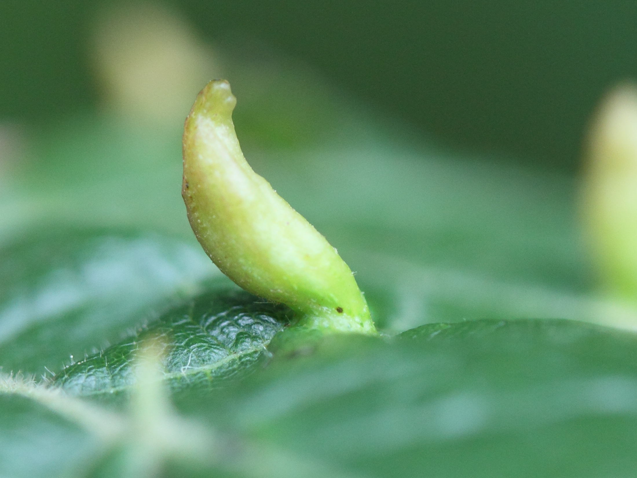 Afficher le média eriophyes_tiliae_galle4md eriophyes_tiliae_galle4md