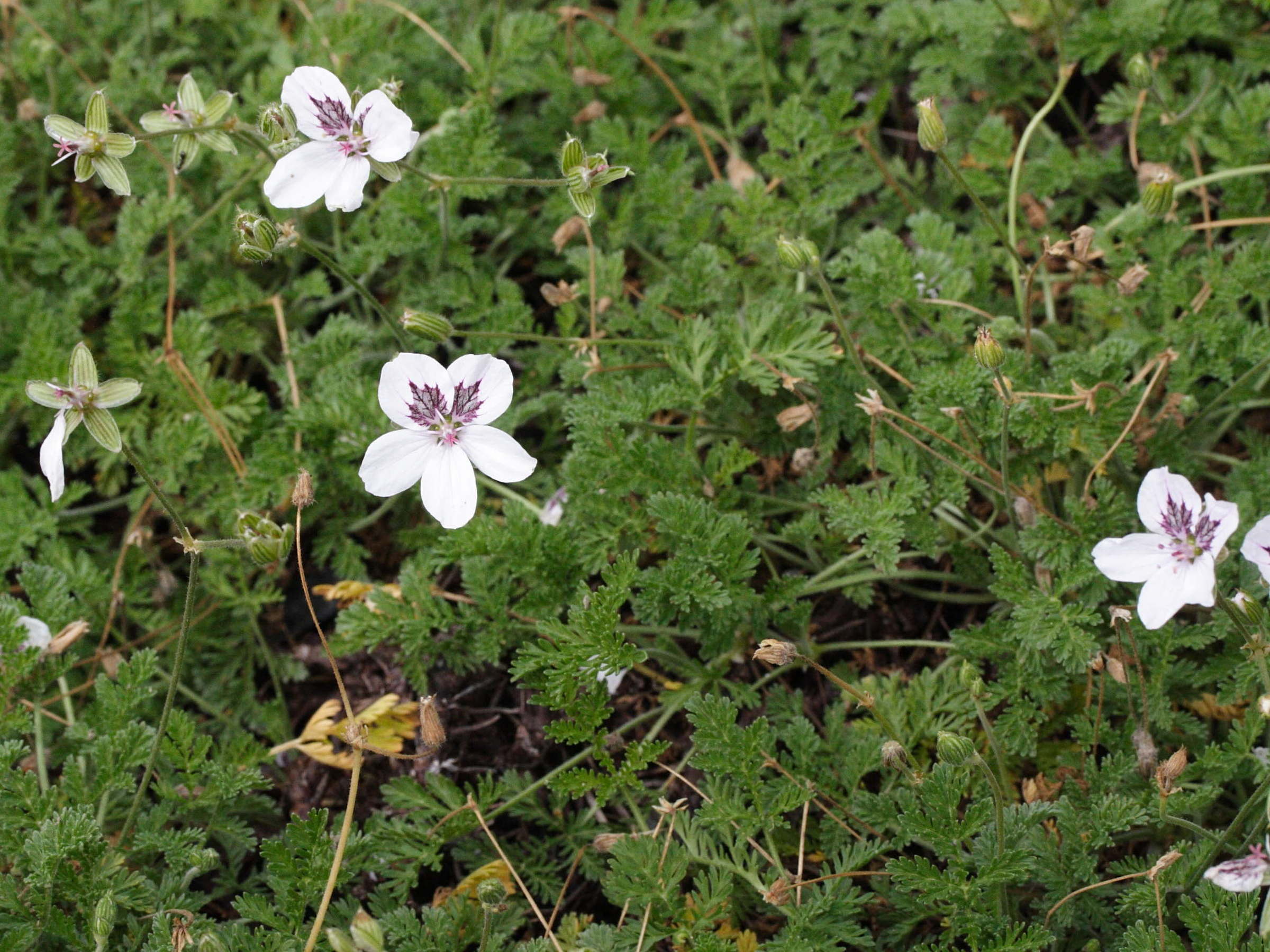 erodium_crispum1md
