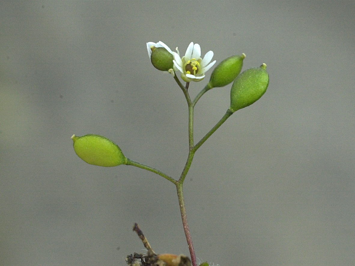 erophila_verna6md
