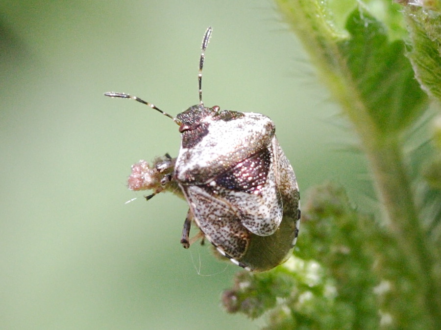 Eysarcoris_venustissimus