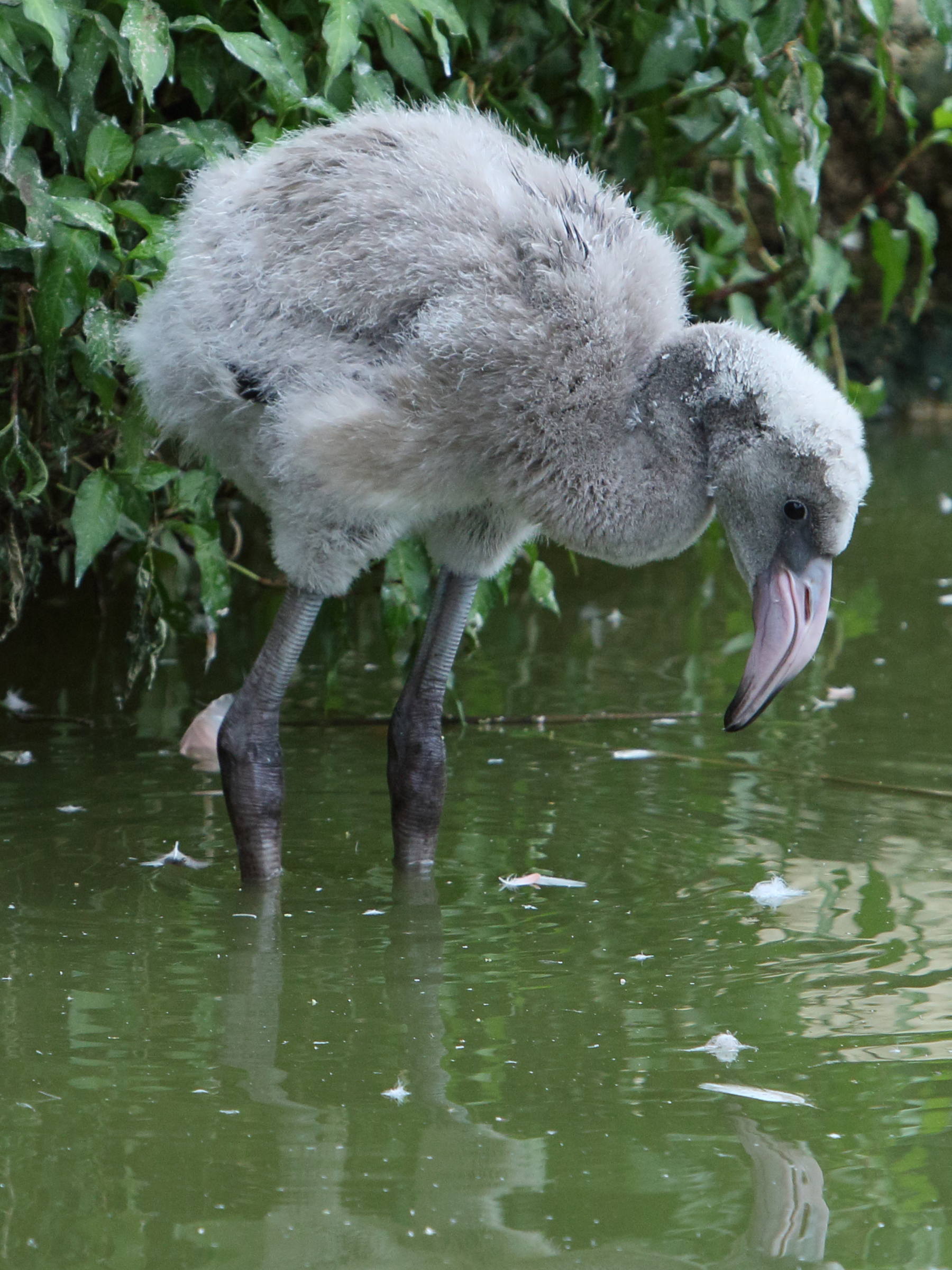 Afficher le média flamant_de_cuba_-_phoenicopterus_ruber6bd flamant_de_cuba_-_phoenicopterus_ruber6bd
