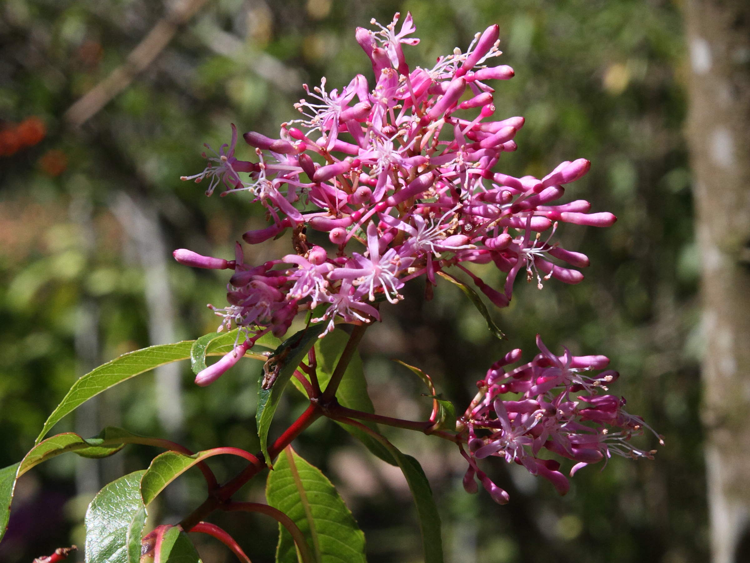 Afficher le média fuchsia_arborescens1md fuchsia_arborescens1md